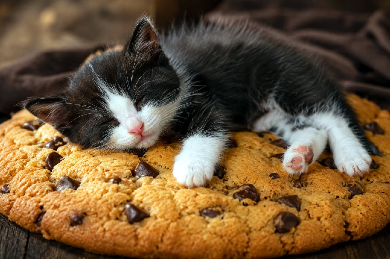 「大きなクッキーの上でお昼寝中🍪💤 ちらっと見えるピンクの肉球がたまりません！🐈✨ #ねこすたぐらむ #お昼寝タイム #癒やし画像 #猫好きさんと繋がりたい #ハチワレ #チョコチップクッキー #猫のいる暮らし #スイーツと猫」Ultra-realistic high-quality photograph of a black and white tuxedo kitten sleeping sprawled out on a giant chocolate chip cookie, revealing cute pink paw pads on a rustic wooden background. 素朴な木のテーブルに置かれた巨大なチョコチップクッキーの上で、手足を伸ばして無防備に眠るハチワレ（白黒）の子猫。クッキーのひび割れやチョコの質感と、子猫の柔らかな被毛、そして愛らしいピンクの肉球が鮮明に映し出されています