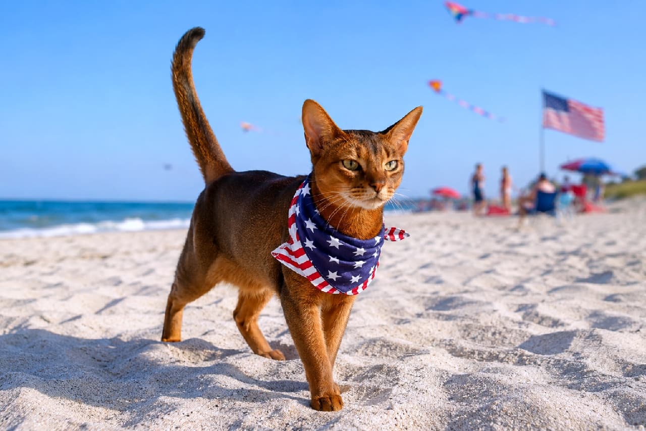 「最高の祝日日和ニャ！🏖️大きな星条旗と青い海をバックに、堂々と砂浜を歩く姿はまるで映画の主役🎬✨ #アビシニアン #独立記念日」An ultra-realistic high-quality photograph of a sleek Abyssinian cat walking on a sunny sandy beach, wearing a patriotic bandana. A US flag waves in the background under a brilliant blue sky with flying kites. 澄み切った青空のもと、星条旗のバンダナを巻いて白い砂浜を力強く歩くアビシニアン猫。背景には大きなアメリカ国旗が風にたなびき、カラフルな凧やビーチパラソル、くつろぐ人々が美しくボケて写る光