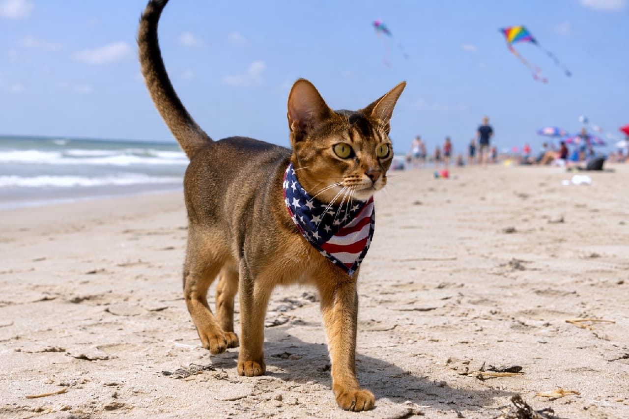 「ビーチの主役は私ニャ🐾星条旗バンダナをなびかせて夏の海をお散歩する姿がイケメンすぎて釘付け！🌊✨ #アビシニアン #独立記念日」An ultra-realistic high-quality photograph of a majestic Abyssinian cat wearing a US flag bandana, walking confidently on a sandy beach. Bright kites fly in the clear blue sky, capturing a vibrant summer holiday. 星条旗柄のバンダナを首に巻き、カラフルな凧が舞うビーチの砂浜を颯爽と歩くアビシニアン猫。美しいゴールドの被毛に陽光が降り注ぎ、背景には青空と海、楽しげな人々が広がる開放的なカット