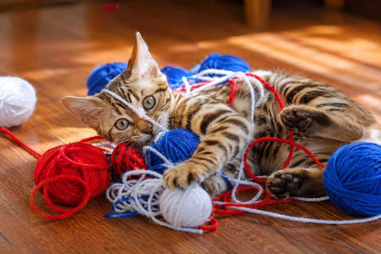 「お祝いの準備をお手伝い…あれれ？🧶赤白青の毛糸にすっかり絡まっちゃった無邪気な仔猫ちゃん🐾 #ベンガル #子猫 #毛糸玉 #猫のいる暮らし #独立記念日」An ultra-realistic high-quality photograph of a playful Bengal kitten tangled in red, white, and blue yarn on a sunlit wooden floor. The kitten's energetic expression and spotted coat are captured in sharp detail. 陽の当たるフローリングの上で、赤、白、青の毛糸玉に囲まれて仰向けになりながら遊ぶベンガル柄の仔猫。美しいスポット模様の被毛と大きな瞳が特徴的で、無邪気に毛糸にじゃれつく躍動感あふれるカット