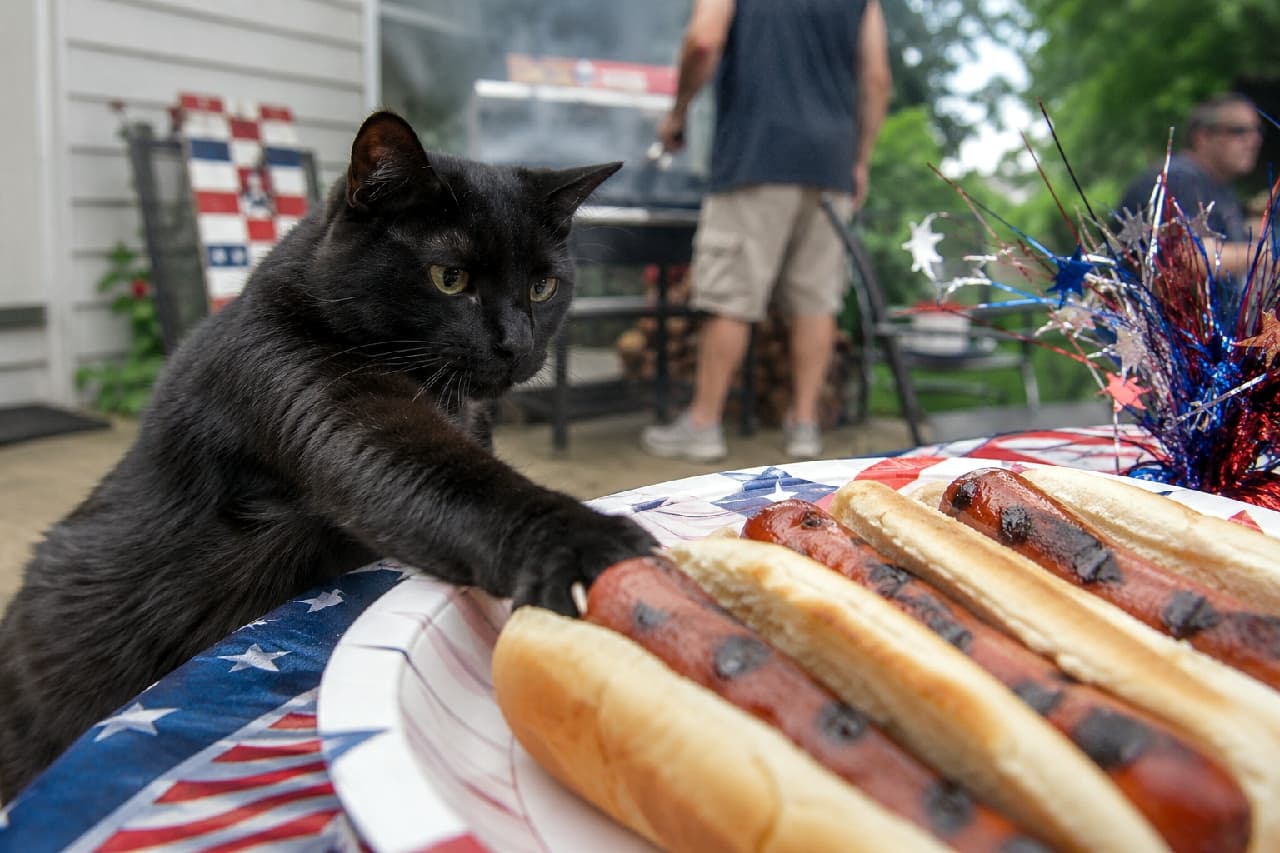 「隙ありニャ！🐾🌭 お肉の匂いには勝てない黒猫ちゃんの、ちょっぴりイタズラな瞬間😎🇺🇸 #黒猫 #バーベキュー」Ultra-realistic high-quality photograph of a sleek black cat sneakily reaching a paw toward freshly grilled hotdogs on a plate over a US flag tablecloth. The cat's glossy black fur and serious yellow eyes are striking, while the blurred background of people enjoying a backyard BBQ humorously captures an American holiday moment. 星条旗柄のテーブルクロスの上に置かれた、こんがり焼けたソーセージが挟まったホットドッグに、こっそりと前足を伸ばす黒猫。艶やかな黒い被毛と真剣な黄色い瞳が印象的で、背景でバーベキューを楽しむ人々のボケた風景が、アメリカの休日の日常をユーモラスに切り取っています