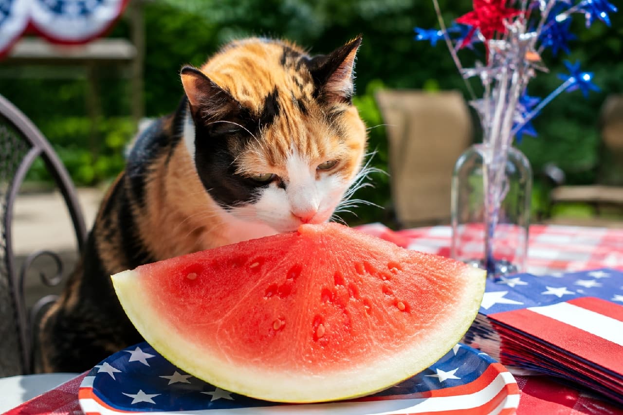 「夏のお楽しみ、いただきニャす🍉🤤 甘〜い匂いに誘われちゃった三毛猫ちゃんがキュートすぎる💕🇺🇸 #三毛猫 #ピクニック」Ultra-realistic high-quality photograph of a calico cat getting close to sniff or gently bite a large slice of fresh watermelon on a US flag paper plate. The vibrant red, white, and black coat of the cat contrasts beautifully with the juicy red watermelon, setting a joyful summer picnic scene complete with a red gingham tablecloth. 星条旗柄の紙皿に乗った大きなカットスイカに顔を近づけ、匂いを嗅いだりかじろうとしたりしている三毛猫。赤・白・黒の鮮やかな被毛とスイカのみずみずしい赤色が美しいコントラストを生み、赤いギンガムチェックのテーブルクロスとともに楽しい夏のピクニックを演出