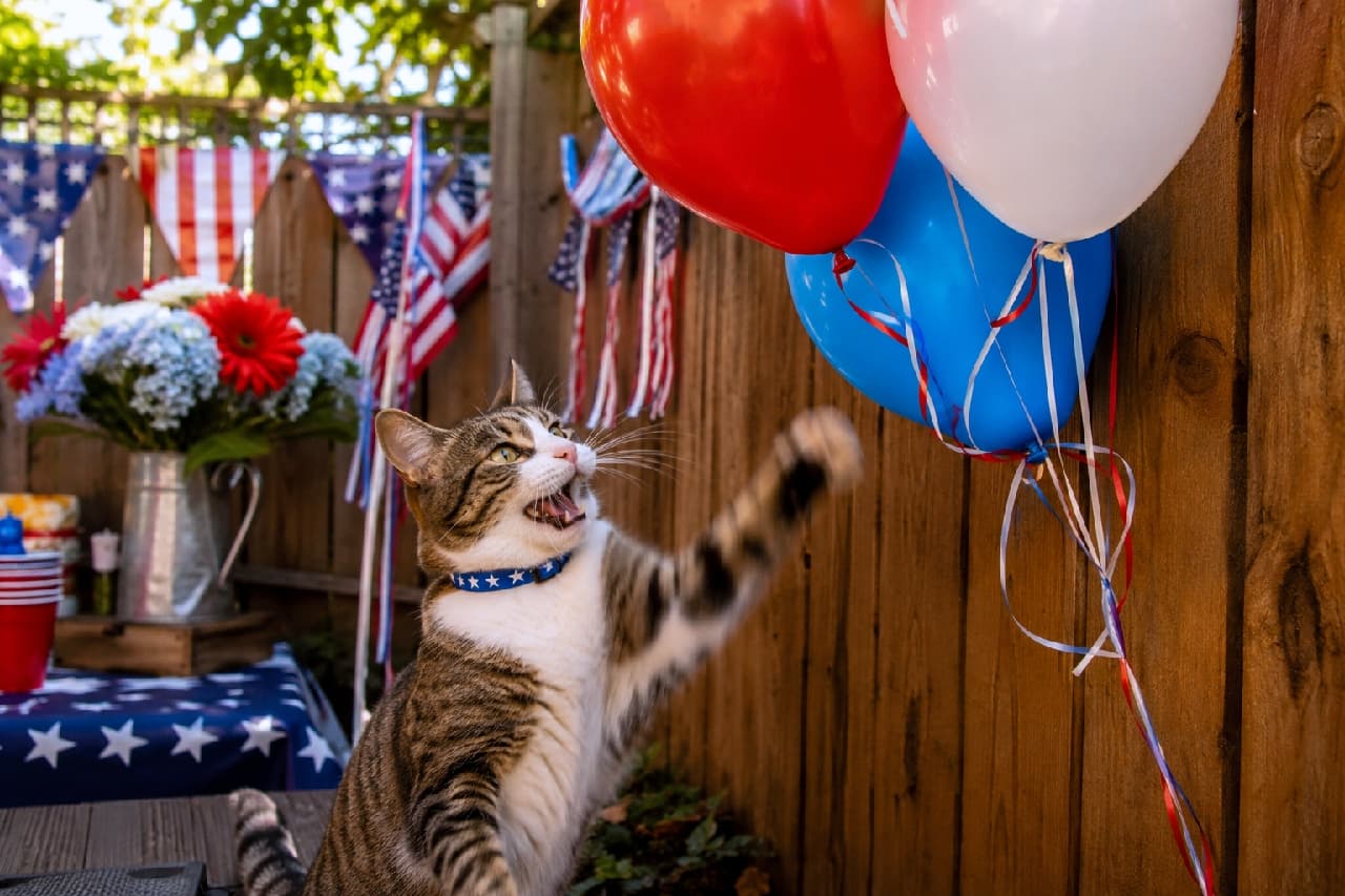 「えいっ！このフワフワ浮かぶやつ、捕まえるニャ〜🐾🎈 パーティーの主役はいただきだね🥳🇺🇸 #キジ白 #お祭り騒ぎ」Ultra-realistic high-quality photograph of a playful tabby and white cat wearing a starry blue collar, reaching out to bat at red, white, and blue balloons. The cat has an energetic expression with its mouth slightly open. The background features US flag bunting and party cups, perfectly capturing the lively atmosphere of a summer backyard party. 星柄の青い首輪をしたキジ白（タビー＆ホワイト）の猫が、赤・白・青の独立記念日カラーの風船に向かって無邪気に前足を伸ばし、じゃれついている瞬間。口を少し開けた活き活きとした表情で、背景には星条旗のガーランドやパーティーグラスが並び、賑やかな屋外のサマーパーティーの雰囲気が満載