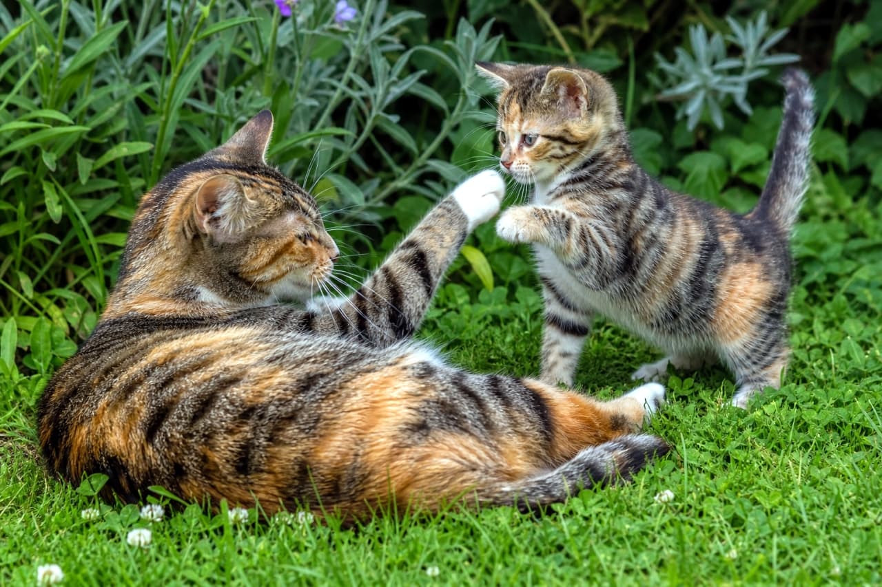 「お庭で元気にハイタッチ🐾✨ 麦わら模様が綺麗なトービー親子の仲良しな遊びの時間です！一緒に遊びたい人〜？🙋‍♀️💕」An ultra-realistic high-quality photograph of a playful short-haired torbie (patched tabby) mother cat and her kitten in a lush green garden with clovers. Their coats feature bold brown and black stripes interwoven with bright orange patches and white paws. Under natural daylight, the mother lies on the grass while the kitten stands on its hind legs, touching paws in a dynamic high-five pose. クローバーが茂る緑豊かな庭で遊ぶ、短毛のトービー（パッチドタビー）の母猫と子猫。茶黒の力強い縞模様とオレンジのパッチが美しい被毛を持ち、白い足先が特徴的です。横たわる母猫と二本足で立つ子猫が、自然光の中で前足を合わせてハイタッチしているような愛らしく躍動感のある情景