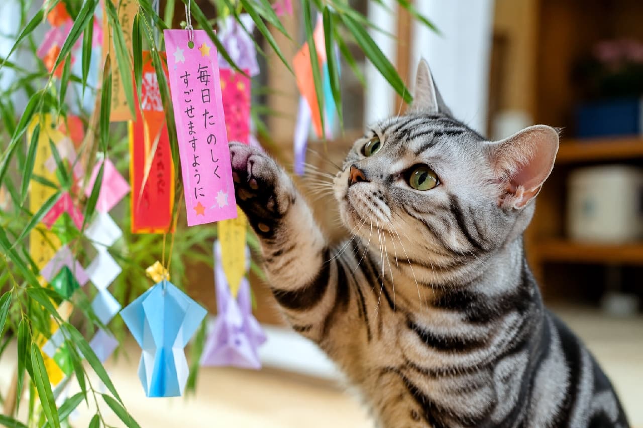 「そーっと短冊にタッチ🐾 毎日たのしく過ごせますようにって、一緒にお願いしようね🎋💕 #アメショ #猫のいる暮らし」Ultra-realistic high-quality photograph showing an American Shorthair with a clear silver tabby pattern gently reaching out its paw to a pink wish paper on a bamboo branch. The cat's intense green eyes and detailed coat are in sharp focus, surrounded by colorful origami decorations in a warm indoor setting. 笹に飾られたピンクの短冊にそっと前足を伸ばすアメリカンショートヘア（シルバータビー）の画像。美しい渦巻き状の縞模様とクリアなグリーンの瞳、真剣な表情が詳細に描かれています。短冊には「毎日たのしくすごせますように」と書かれ、周囲にはカラフルな折り紙の七夕飾りが添えられた、優しくリアルな室内写真