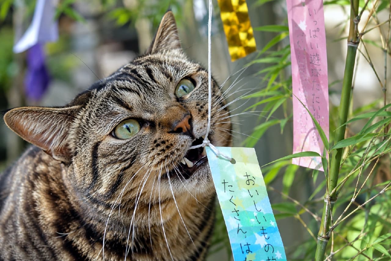 「「お願い事、ちゃんと叶えてにゃっ！」🎋🐈💨 短冊の紐にイタズラ中のキジトラちゃん😂 きっと「美味しいちゅ〜るがたくさん食べられますように」だね🍣✨ #七夕 #キジトラ #猫のイタズラ #七夕のお願い」Ultra-realistic high-quality photograph of a brown tabby cat with striking emerald green eyes playfully biting the string of a colorful Tanzaku (wish paper) hanging from a bamboo branch, beautifully capturing its mischievous expression. 青々とした笹の葉に飾られた七夕飾り。「おいしいもの たくさんは…」と書かれたパステルカラーの短冊を吊るす白い糸を、美しいトラ柄とエメラルドグリーンの瞳を持つキジトラ猫が、いたずらっぽい表情でカプッと噛み付いている無邪気なクローズアップ写真