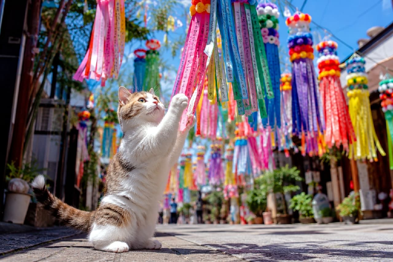 「お祭りの飾りにタッチ！カラフルな七夕飾りに大はしゃぎな三毛マンチカン猫ちゃん、可愛すぎてお祭り騒ぎです祭り🐈🐾✨ #猫好きさんと繋がりたい #七夕祭り」Ultra-realistic high-quality photograph taken from a low angle, showing a playful calico Munchkin cat reaching up with its paws to colorful Tanabata streamers on a bustling festival street. The cat's soft tri-color fur and lively expression are detailed beautifully against a vibrant, sunlit background filled with traditional decorations. 七夕祭りの賑やかな通りで、頭上に揺れるカラフルな吹き流し飾りに前足を伸ばして遊ぶ三毛（キャリコタビー＆ホワイト）マンチカン猫の画像。白・茶・黒の柔らかな毛並みと生き生きとした表情がローアングルから捉えられており、鮮やかな色彩の背景と明るい日差しが元気な雰囲気を演出するリアルな写真