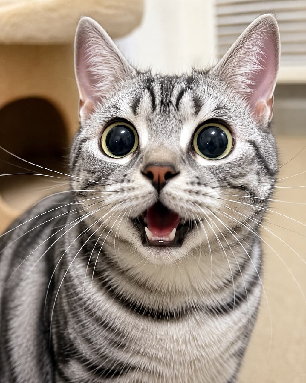 「「なんニャこの匂いー!?」🙀 マタタビの威力に瞳孔全開&お口パカーンなアメショちゃんが最高にファニー🤣💫 #アメリカンショートヘア #猫の変顔 #マタタビの威力」Ultra-realistic high-quality photograph of a silver tabby American Shorthair cat with an incredibly surprised expression, featuring fully dilated round pupils and a slightly open mouth, looking directly at the camera. マタタビの刺激に大興奮し、瞳孔がまん丸に開いた大きな目と、少し開いた口で驚いたようなコミカルな表情を見せるシルバークラシックタビーのアメリカンショートヘア。美しい縞模様とピンと張ったヒゲが克明に写し出された正面からの大迫力クローズアップ