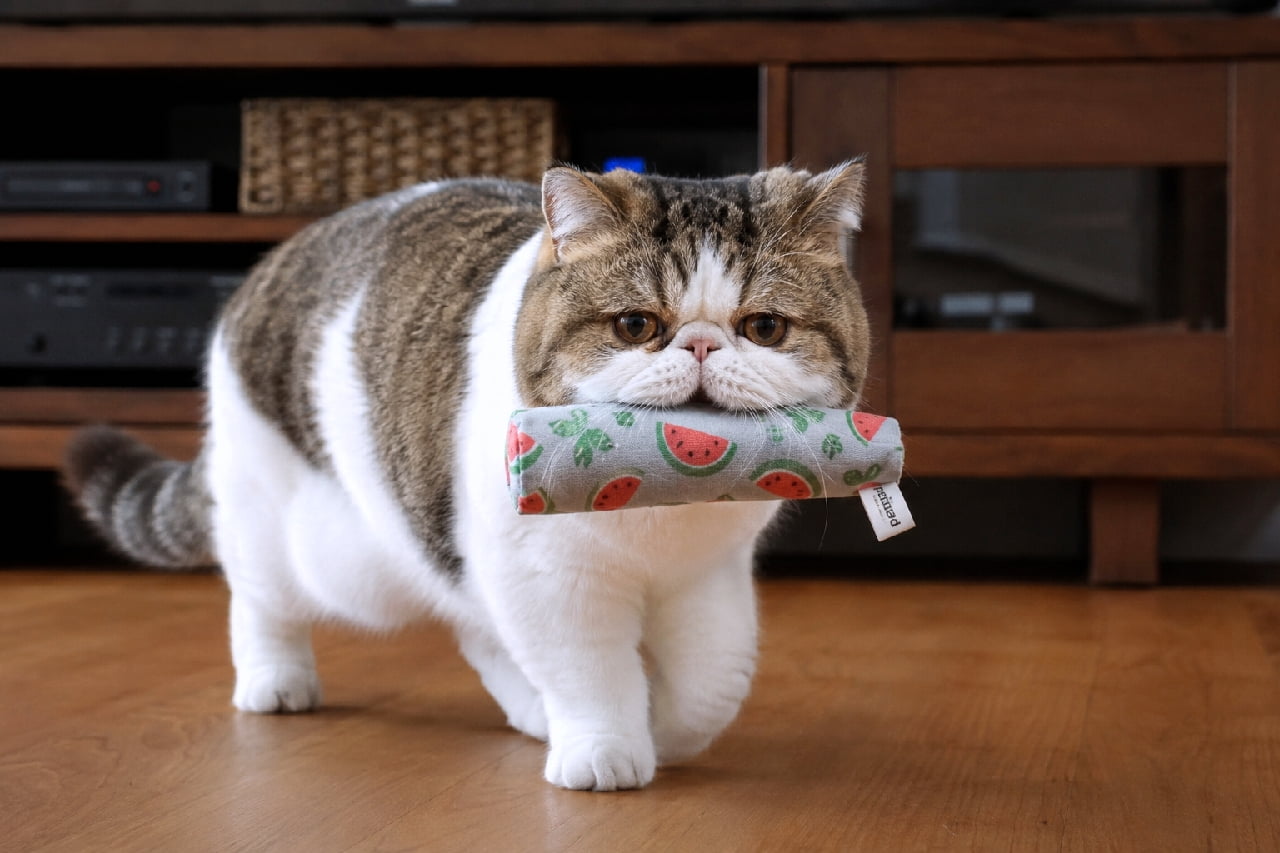 「「これはあたちの戦利品にゃ!🍉」キッカーをくわえたドヤ顔と、むっちりボディの歩き姿が最高にキュートです😍 #エキゾチックショートヘア #猫のおもちゃ #猫のいる暮らし」Ultra-realistic high-quality photograph of a cute, flat-faced Exotic Shorthair (brown tabby and white) confidently carrying a watermelon-patterned silvervine kicker toy in its mouth across a wooden floor, featuring deep copper eyes and a plush coat. シックなダークブラウンの木製テレビボードを背景に、スイカ柄がポップなまたたびキッカーを口にくわえて得意げに歩くエキゾチックショートヘア(キジ白)。鼻の低い愛嬌のある丸い顔立ち、真ん丸なカッパー色の瞳、むっちりとした短い足、そして密度の高いモフモフの被毛が高精細に描かれています