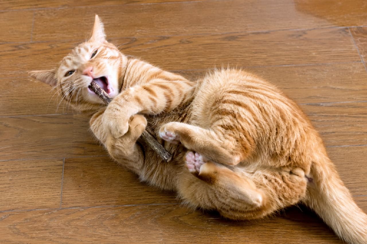 「マタタビの木、絶対に離さないにゃ!😼🐾 全力で楽しむ姿に思わず笑顔になっちゃいますね✨ #茶トラ #猫好きさんと繋がりたい #マタタビハイ」Ultra-realistic high-quality photograph of an orange tabby cat lying on its back on a wooden floor, enthusiastically biting a silvervine stick. The cat's beautiful striped coat and dynamic pose, gripping the stick with its front paws while curling its hind legs, are perfectly captured under bright indoor light. フローリングの床で仰向けになり、マタタビの木に夢中で噛み付く茶トラ(オレンジタビー)の猫。短い被毛の美しいトラ柄と、前足で木をしっかりと抱え込み、後ろ足もギュッと丸めたダイナミックなポーズが特徴的。口を大きく開けて興奮した表情が、明るい室内光の下でユーモラスに表現されています