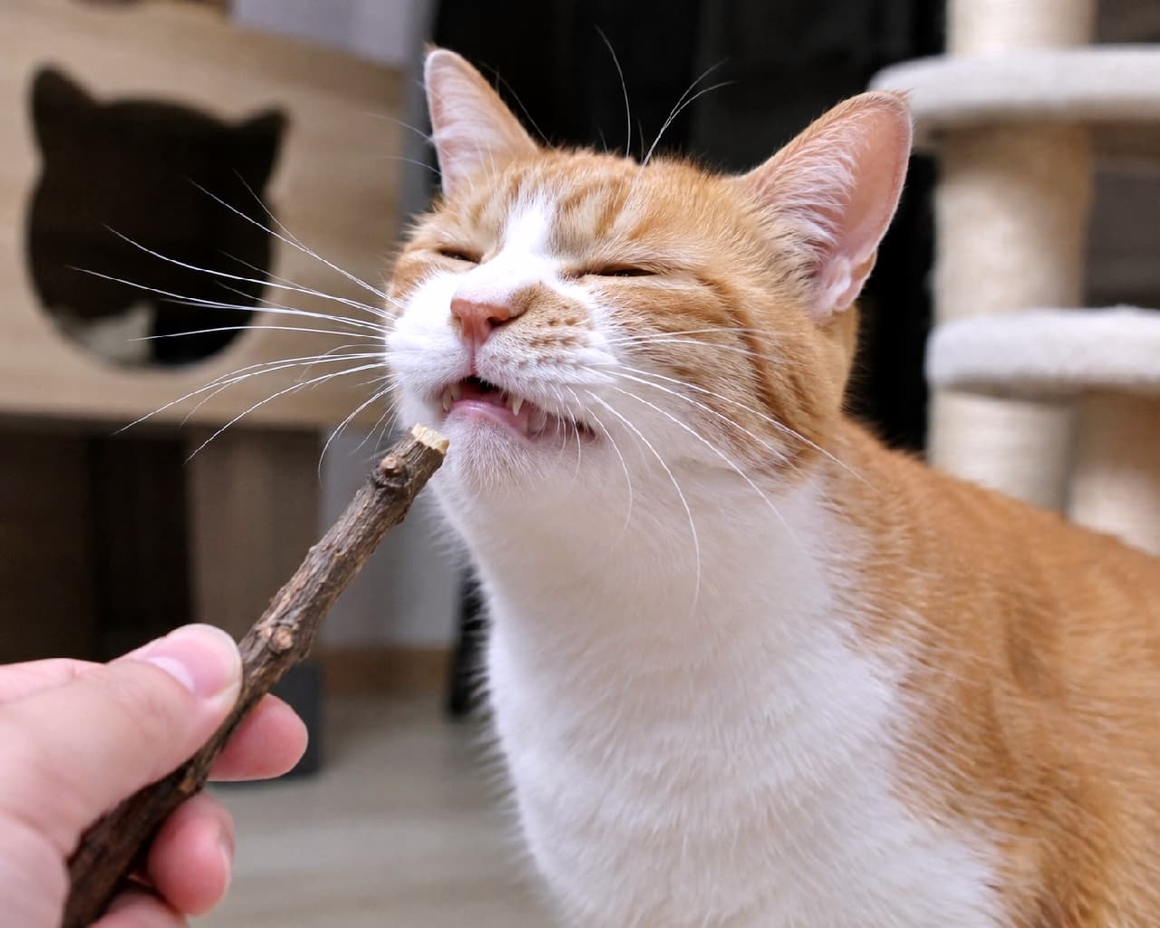 「マタタビの香りを全身で堪能中…😌✨ 幸せすぎて目が線になっちゃってるお顔がたまりませんね💖 #猫のいる生活 #至福の時間 #にゃんすたぐらむ」Ultra-realistic high-quality photograph of an orange and white tabby cat closing its eyes tightly in pure bliss while smelling a silvervine stick held by a human hand, with a cat tree in the background. キャットタワーが置かれたリビングで、人間の手から渡されたマタタビの枝に顔を近づけ、目をギュッと閉じて香りを堪能する茶白のハチワレ猫。口をわずかに開けて歯を覗かせた至福の表情が克明に描写されており、猫のヒゲの1本1本まで鮮明です