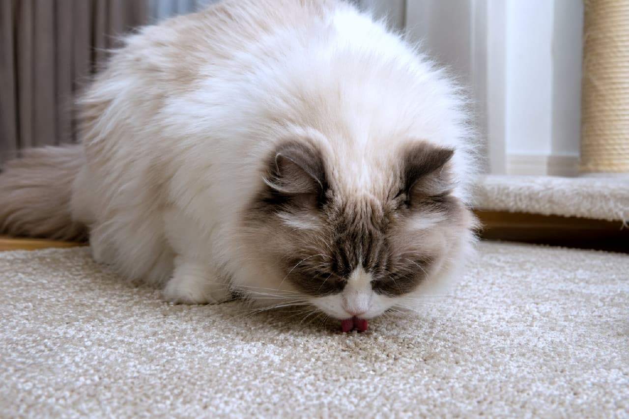 「カーペットに染み込んだマタタビの匂いまで逃さない!👅 ふわふわのラグドールちゃん、必死な姿もエレガントです✨ #ラグドール #もふもふ #猫の日常」Ultra-realistic high-quality photograph of a fluffy Ragdoll cat with seal bicolor markings, intensely licking silvervine powder off a beige carpet, with its small pink tongue visible. 明るい室内のベージュ色のカーペットに顔を近づけ、こぼれたマタタビの粉を夢中になって舐めているラグドール。豊かな長毛の美しい被毛、シールバイカラーの顔の模様、そしてペロッと出した小さなピンクの舌が鮮明に写し出されています