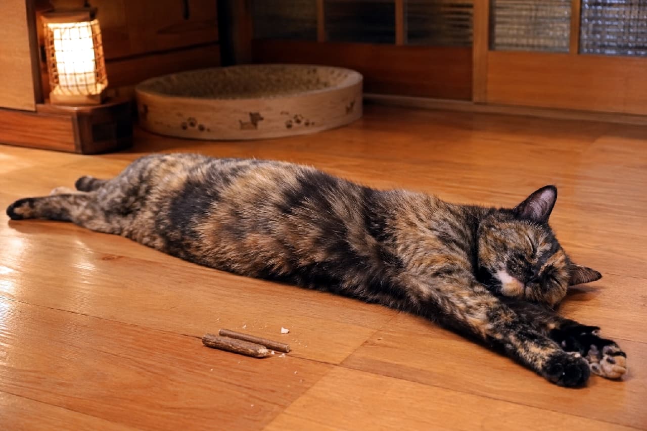 「またたび満喫後のお昼寝タイム…💤 びよーんって伸びきったサビ猫ちゃんの無防備な姿に心から癒されますね♨️ #サビ猫 #和室と猫 #猫のいる暮らし」Ultra-realistic high-quality photograph of a beautiful tortoiseshell cat fully stretched out and sleeping peacefully next to silvervine sticks on a wooden floor in a warm, traditional Japanese room illuminated by a glowing paper lantern. 趣のある障子と行灯(あんどん)の温かなオレンジ色の光に包まれた和室のフローリングで、またたびの小枝の横で気持ちよさそうに全身を長く伸ばして眠るサビ猫。複雑に混ざり合う黒と茶色のカモフラージュ柄の被毛の艶やかさと、目を閉じて完全に脱力した至福の表情が、ノスタルジックな雰囲気の中で描かれています