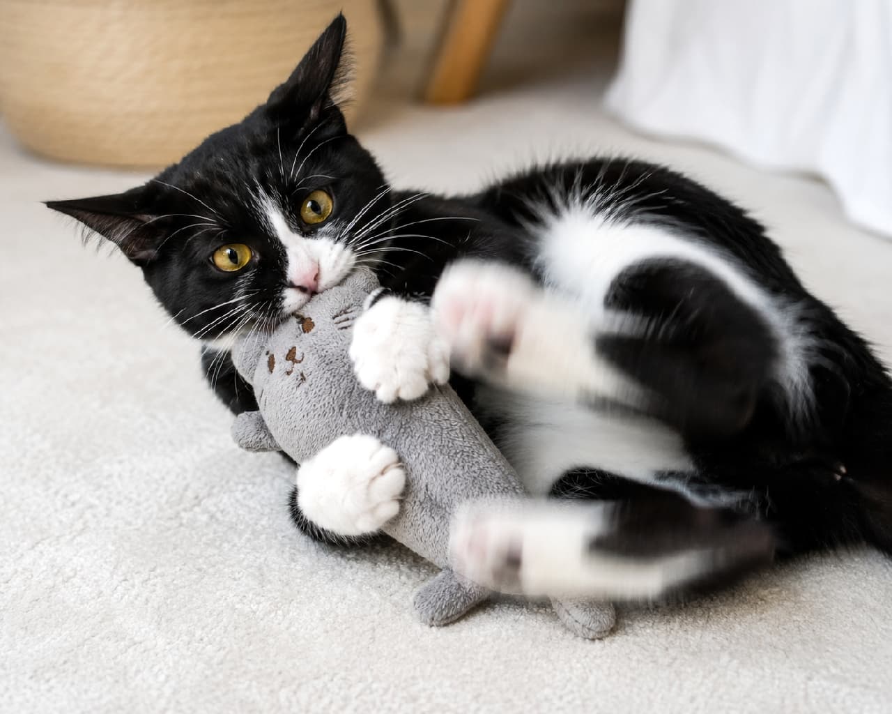 「必殺!高速ケリケリ炸裂〜!💥🐰 楽しすぎて後ろ足がブレちゃってるのが最高に可愛いにゃん!💨 #ハチワレ #猫のおもちゃ #ケリケリ」Ultra-realistic high-quality photograph of a tuxedo cat vigorously bunny-kicking a gray stuffed mouse toy on an ivory carpet. The cat's bright yellow eyes and the motion blur of its rapidly moving hind legs convey intense playfulness. A softly blurred natural woven basket in the background adds a cozy lifestyle feel. アイボリーのカーペットの上で、マタタビ入りと思われるグレーのネズミのぬいぐるみを抱え込み、激しい「ケリケリ」を繰り出すハチワレ(黒白)猫。黄色い目を輝かせ、後足がブレるほどの躍動感で遊んでいます。背景にはナチュラルなカゴがぼんやりと写り込み、温かみのある生活空間を感じさせます