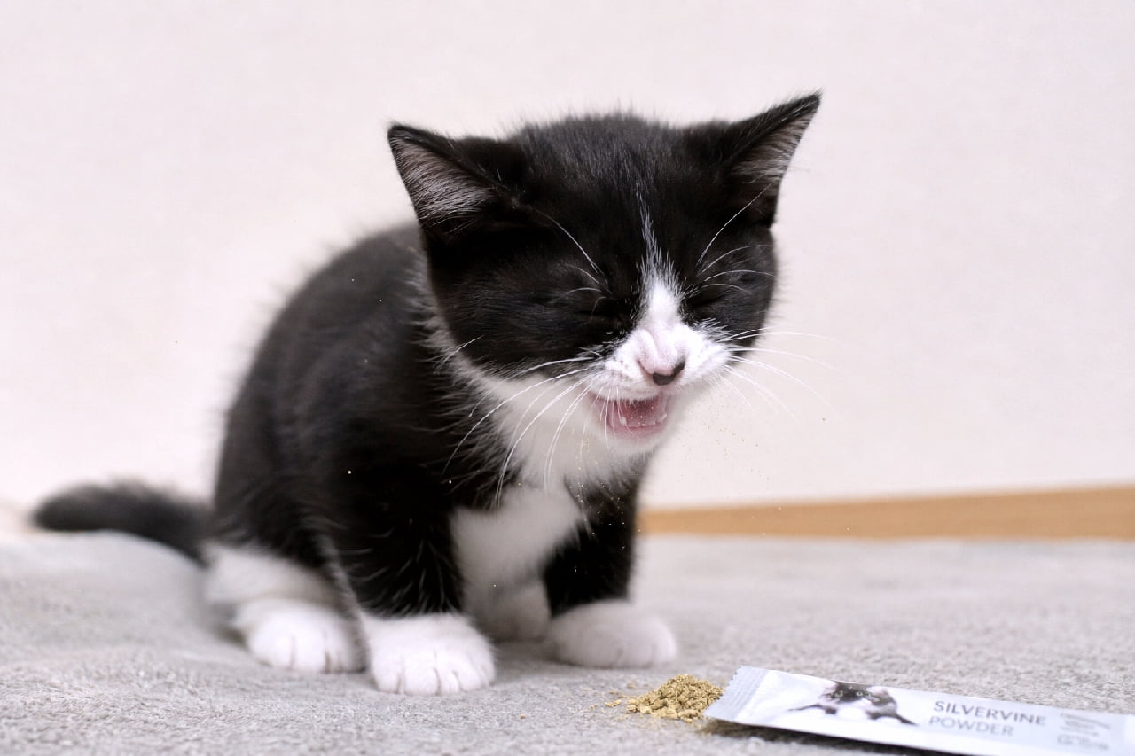 「ぶわっ!🤧 粉を吸い込んじゃって盛大なくしゃみ!✨ くしゃみ顔すらも天使のように可愛いハチワレ子猫ちゃんの奇跡の一枚です🤍🖤 #ハチワレ子猫 #決定的瞬間 #ねこすたぐらむ #猫のいる暮らし」Ultra-realistic high-quality photograph capturing the perfect moment of a cute tuxedo kitten sneezing tightly with its eyes closed and mouth wide open, as fine silvervine powder dances in the air around it, with a product packet visible on the floor. フローリングに置かれた「SILVERVINE POWDER」の袋から飛び散った粉をうっかり吸い込み、目をギュッと瞑って口を大きく開け、見事なくしゃみをしているハチワレ(白黒タキシード)の子猫。粉が空中にキラキラと舞う様子、あどけない子猫のフワフワの産毛、白い手足(ソックス猫)のディテールが精密に捉えられた奇跡の瞬間です
