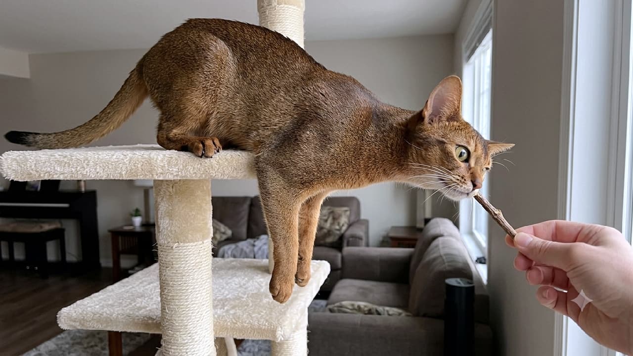 「おやつ欲しさに重力を無視？！😹タワーから限界まで伸び〜るアビシニアンのしなやかボディが美しすぎる✨ #猫のいる暮らし #アビシニアン #猫好きさんと繋がりたい #にゃんすたぐらむ」Ultra-realistic high-quality photograph of a ruddy Abyssinian cat leaning horizontally from a plush beige cat tree in a sunlit living room. The cat stretches its neck to sniff a silvervine stick with curious gold-green eyes, its two front paws hanging down naturally over the edge. The softly blurred background features a cozy sofa and elegant home interior. 窓からの自然光が優しく差し込むリビングで、ベージュのキャットタワーから水平に美しく身を乗り出すルディカラーのアビシニアン。ゴールドグリーンの瞳をきらめかせ、２本の前足をだらりと下ろす自然なポーズで、人間の手から差し出されたマタタビの木の匂いを真剣に嗅いでいる。背景にはシックなソファや室内インテリアが上品にぼかされ、猫のしなやかなシルエットを引き立てている情景