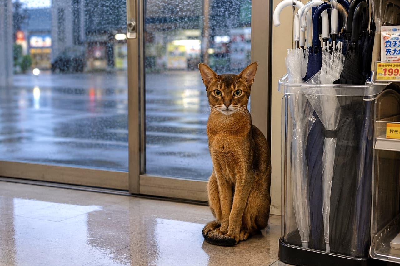 「雨宿りかな?☂️🐈 気品あふれるアビシニアンちゃん、傘お持ちですか?」Ultra-realistic high-quality photograph of an Abyssinian cat sitting on the floor inside a convenience store entrance. Wet glass doors with rain and an umbrella stand are in the background. コンビニの床で、雨で濡れたガラスドアを背景に座るアビシニアン。隣には透明なビニール傘立てがある。外の道路は雨で光っている