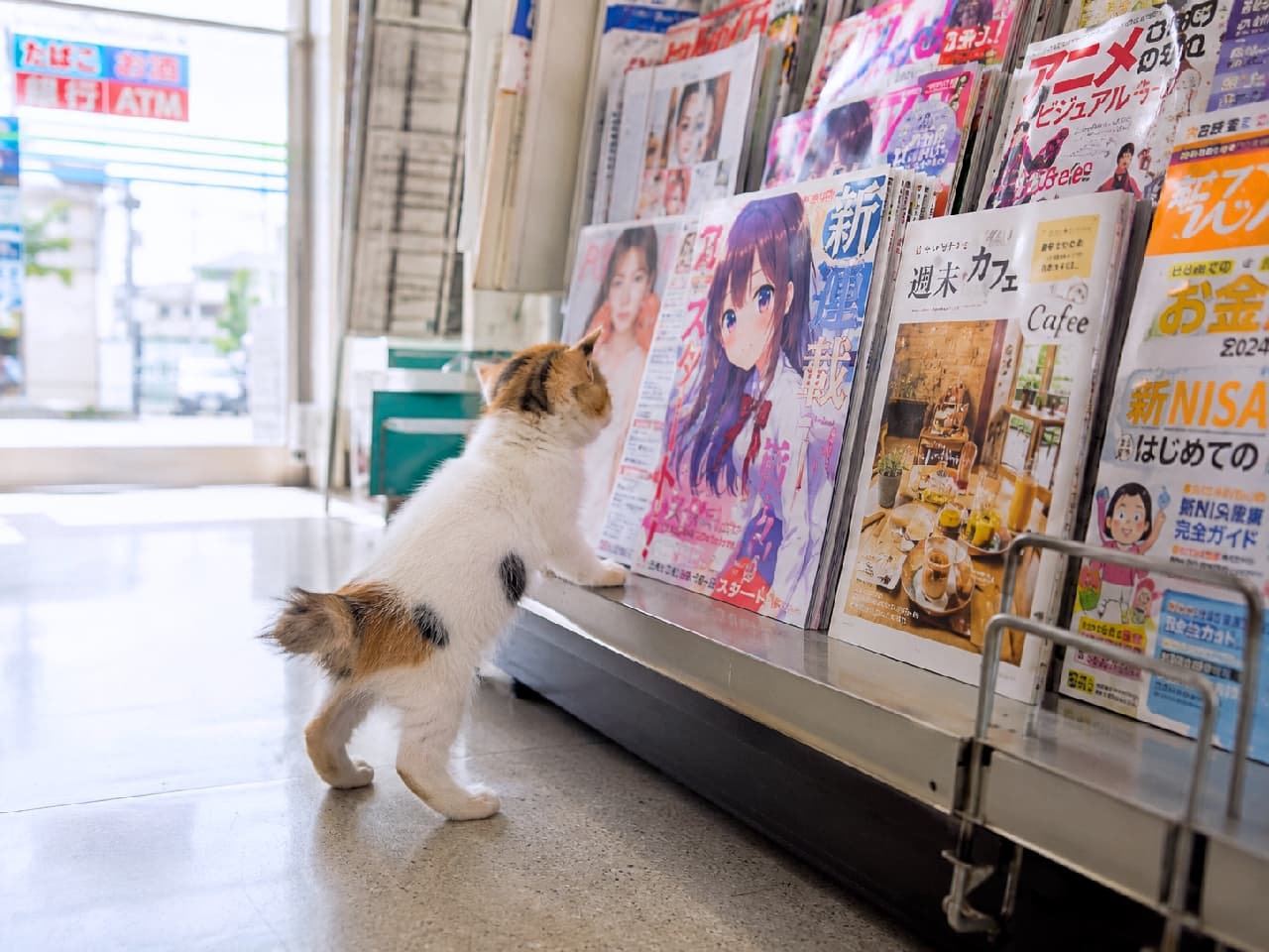「今週の注目記事はニャンだろ〜?📰🐾 立ち読み中の後ろ姿と丸いしっぽがたまらない可愛さ💖 #コンビニ猫 #立ち読み」An ultra-realistic high-quality photograph of a calico Japanese Bobtail kitten standing on its hind legs at a brightly lit magazine rack in a convenience store, intently looking at the covers. The natural light from the window beautifully illuminates its short, round tail and soft fur, capturing a perfect moment of everyday feline curiosity. コンビニの明るい窓際にある雑誌ラックで、後ろ足で立ち上がり表紙を熱心に見つめる三毛(キャリコ)のジャパニーズボブテイルの子猫。丸く短い尻尾と柔らかな被毛が自然光に照らされ、日常の何気ない瞬間の好奇心を見事に切り取っている