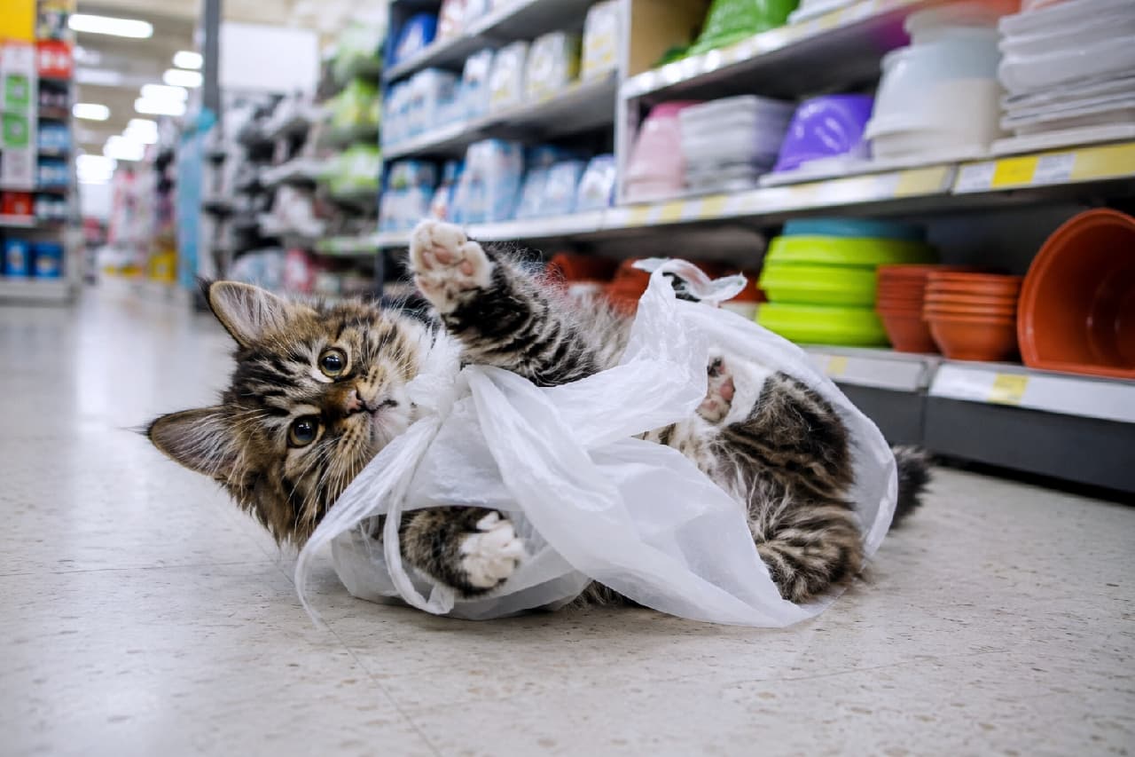 「お買い物袋は最高のオモチャにゃ🐾🛒 袋にダイブしてゴキゲンな姿に思わず笑顔になっちゃう😆💕 #コンビニ猫 #やんちゃ盛り」An ultra-realistic high-quality photograph of a fluffy Norwegian Forest Cat kitten rolling on its back on a white tiled store floor and playfully tangling itself in a white plastic shopping bag. Its bright, large eyes and fluffy paws emerging from the bag create an adorable, dynamic scene with softly blurred household goods shelves in the background. スーパーの白いタイルの通路で仰向けに転がり、白いレジ袋に包まれながら楽しそうにじゃれつくノルウェージャンフォレストキャットの子猫。輝く大きな瞳と、袋から突き出たモフモフの前足が愛らしく、背景の日用品棚がボケて躍動感を引き立てている