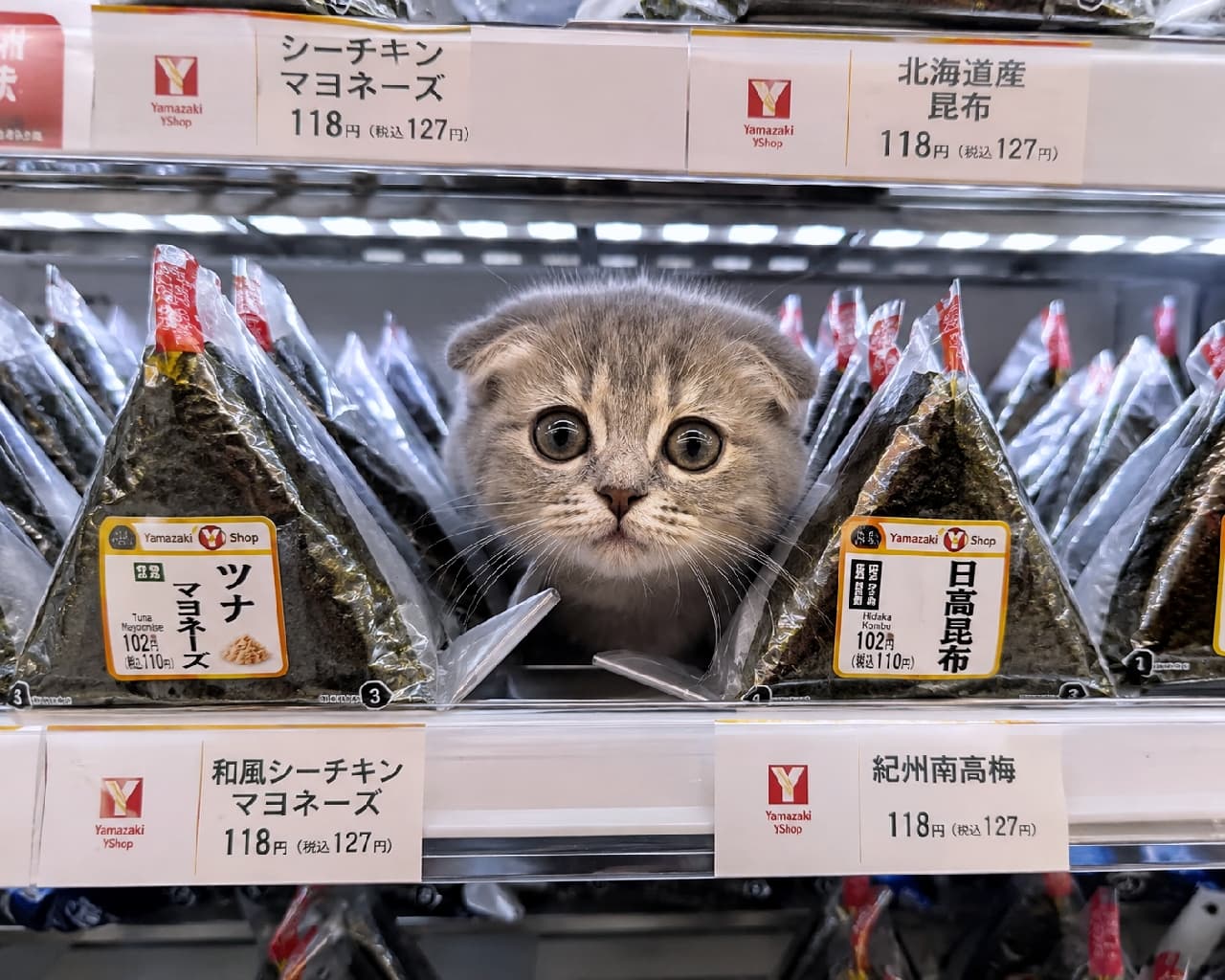 「ツナマヨ?昆布?それとも…ボク?🐱🍙 おにぎりの間に挟まる新種(!?)に視線釘付け👀✨ #コンビニ猫 #おにぎり」An ultra-realistic high-quality photograph of a Blue Tabby Scottish Fold kitten peeking out from between packaged rice balls on a convenience store shelf. Its large, round eyes gaze directly at the viewer, and its distinctive folded ears and plump muzzle are sharply detailed under the cool fluorescent lighting of the display case. コンビニのおにぎり陳列棚で、「ツナマヨネーズ」と「日高昆布」のパッケージの間にすっぽりと挟まり、大きな丸い瞳で正面をじっと見つめるブルータビーのスコティッシュフォールドの子猫。特徴的な折れ耳とふっくらしたマズルが、冷ケースの蛍光灯の光で鮮明に描写されている