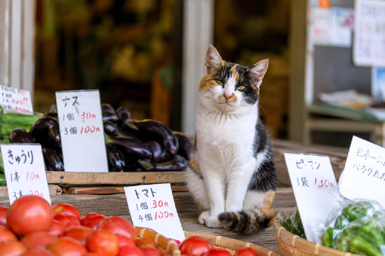 「いらっしゃいニャ!新鮮な夏野菜はいかが?🍅🥒 今日のおすすめは真っ赤なトマトだよ🐈🐾 #直売所 #三毛猫 #子猫のいる生活」Ultra-realistic high-quality photograph of a confident calico cat sitting on a wooden counter at a local vegetable market. Surrounded by fresh summer produce like red tomatoes and eggplants with handwritten price tags, creating a warm, community-focused atmosphere. 活気ある農産物直売所(マルシェ)の木製の台で、色鮮やかなトマトやナス、きゅうりといった新鮮な夏野菜に囲まれてお座りをする三毛猫。手書きの温かみのある値札と、堂々とカメラを見据える誇らしげな表情が、地域密着型の親しみやすい情景を作り出しています