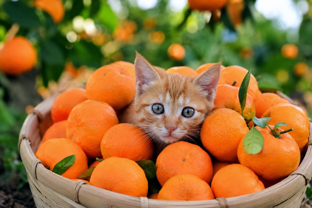 「みかんに擬態中!?🍊🐾 どっちがみかんで、どっちが猫ちゃんかわかるかな?😆🧡 #みかん農園 #茶トラ #猫のいる暮らし」Ultra-realistic high-quality photograph of a cute red tabby kitten playfully buried in a woven bamboo basket full of bright orange mandarin oranges. The kitten's orange fur blends perfectly with the fruits, and its large, curious eyes look directly at the camera against a lush green orchard background. 豊かな緑が広がるみかん畑で、竹編みのカゴいっぱいに収穫されたオレンジ色のみかんにすっぽりと埋もれている茶トラの子猫。みかんと見間違えそうな同系色の被毛と、くりくりの大きな瞳でこちらを見つめる無邪気な表情が魅力的です。自然の豊かさと子猫の温もりが伝わる一枚