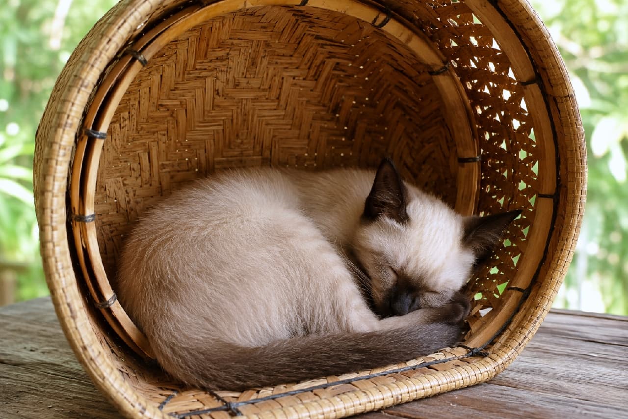 「カゴの中は僕だけの秘密基地ニャ💤 すっぽりサイズで安心するんだ〜🧺🐈 #竹細工 #シャム猫 #子猫のいる生活」Ultra-realistic high-quality photograph of a Siamese kitten sleeping tightly curled up inside a traditional woven bamboo basket resting on a rustic wooden table. The natural green bokeh background and the basket's organic texture emphasize the kitten's serene expression and beautiful colorpoint coat. 緑豊かな自然を背景にした木製のテーブルの上で、伝統的な竹編みの丸いカゴの中にすっぽりと丸まって眠るシャム猫(カラーポイント)の子猫。柔らかなクリーム色の被毛とこげ茶色の耳や尻尾のコントラストが美しく、安心しきった寝顔とカゴの編み目の温もりが平和な時間を感じさせます