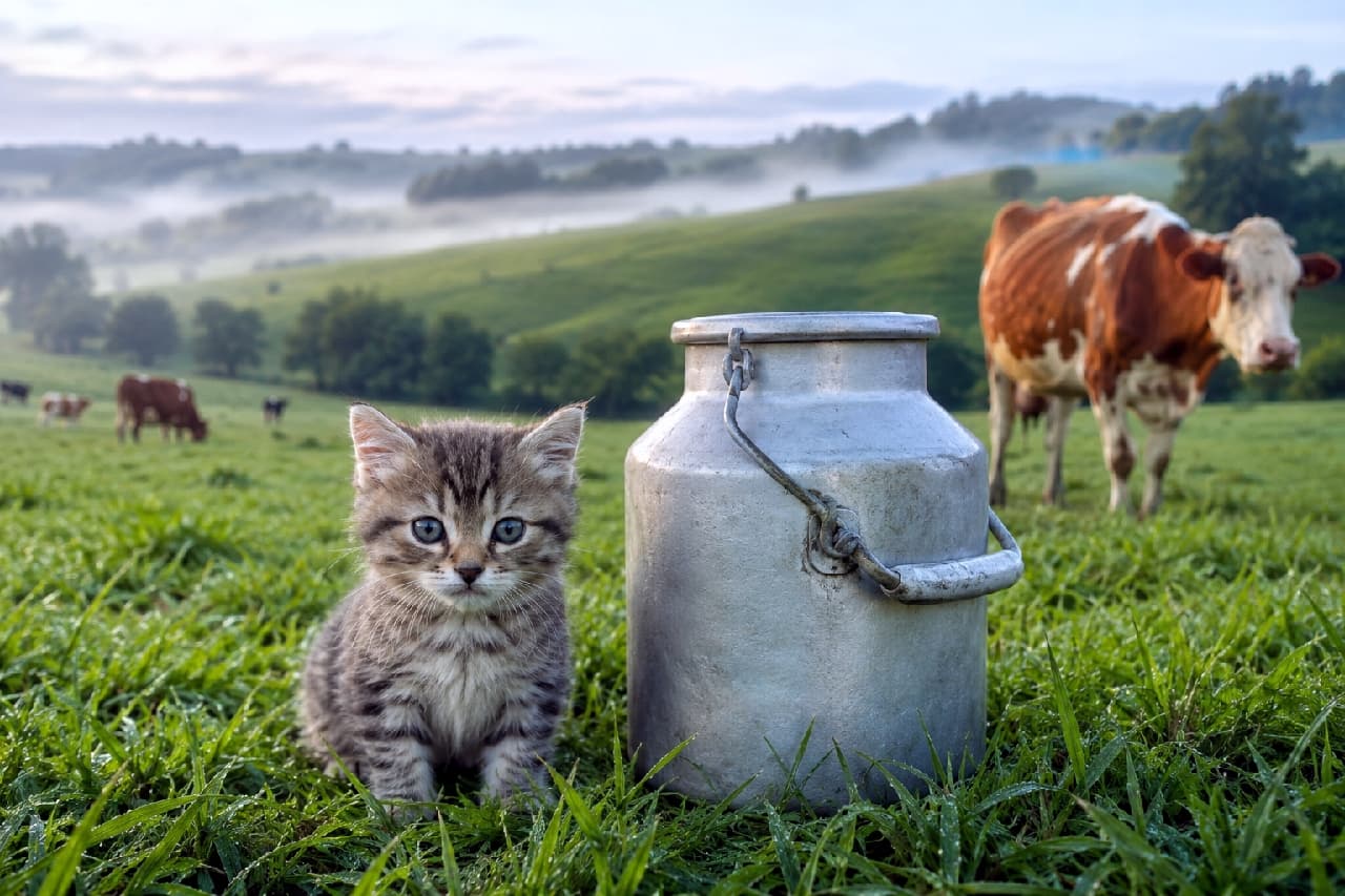 「牧場の朝は早いニャ☀️🌱 しぼりたてミルクのおすそ分け、もらえるかな?🐄🥛 #牧場 #キジトラ #子猫のいる生活」Ultra-realistic high-quality photograph of a cute tabby kitten sitting next to a vintage aluminum milk can in a lush green pasture covered in morning mist. A cow grazes in the background under soft morning light, evoking a fresh and idyllic farm scene. 朝靄がかかる緑豊かな牧草地で、使い込まれたレトロなアルミ製のミルク缶の横にちょこんとお座りするキジトラの子猫。パッチリとしたブルーグレーの瞳でカメラを見つめています。背景には草を食む牛の姿があり、清々しい朝の空気感が漂います