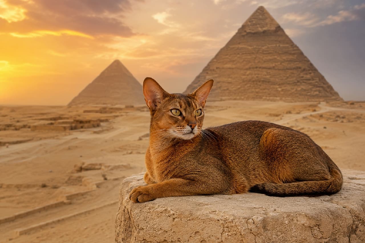 「古代エジプトの神秘を纏うアビシニアンちゃん型猫砂漠の夕暮れに佇む姿は、まるで本物の神様の使者ですね神々しすぎる…!✨」Ultra-realistic high-quality photograph of an Abyssinian cat with a beautiful ruddy coat lying on an ancient stone platform in the desert. In the background, the majestic Pyramids of Giza are bathed in a warm golden sunset light. The cat looks off to the side with intelligent amber eyes, evoking an atmosphere of ancient mystery. 黄金色に染まる夕暮れのギザのピラミッドを背景に、手前の古びた石台の上で香箱座りをするアビシニアンの画像。猫は温かみのあるルディ(赤褐色)の美しい毛並みを持ち、大きな耳と鋭くも穏やかなアンバーの瞳で右前方を見つめています。広大な砂漠と夕日のコントラストがドラマチックな、最高画質のリアルな写真