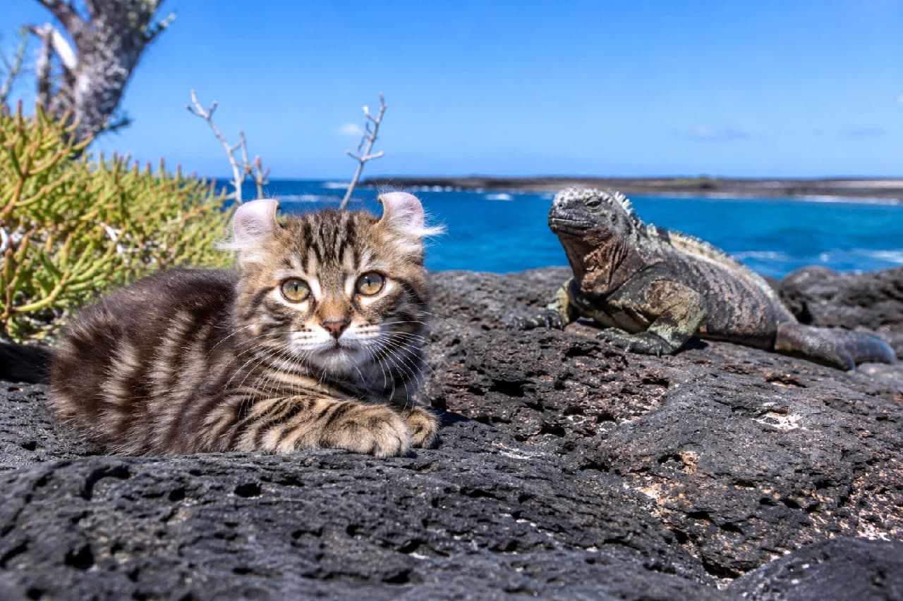 「ガラパゴスで新しいお友達を発見!?🦎🌴 クルンと丸まったお耳の猫ちゃんとイグアナさんの異種間ツーショットが尊い📸💕」Ultra-realistic high-quality photograph of a brown tabby American Curl kitten with distinctive backward-curling ears resting on black volcanic rocks. In the background, a highly detailed marine iguana sits near the bright blue ocean, creating a striking and unique wildlife composition with the curious kitten. 青い海を背景に、ガラパゴス諸島のような黒い火山岩の上で腹ばいになるアメリカンカール風のキジトラ子猫の高画質写真。外側に反り返った特徴的な耳と、好奇心いっぱいの大きなゴールドの瞳でカメラを見つめています。すぐ後ろにはリアルな質感のウミイグアナが鎮座し、異色のコラボを描き出しています