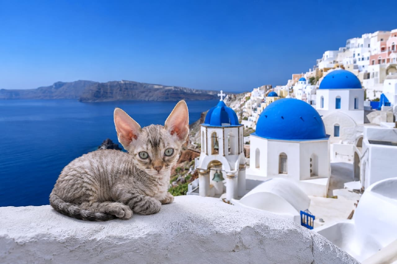「エーゲ海の風を感じてリラックスタイム💙🇬🇷 大きなお耳とミステリアスな瞳で、バカンス気分を満喫中🐈✨ #サントリーニ島 #猫旅」Ultra-realistic high-quality photograph of a Devon Rex style cat with large ears and short curly fur resting on a white wall, overlooking the deep blue Aegean Sea and the iconic blue-domed churches of Santorini. 紺碧のエーゲ海とサントリーニ島の象徴的な青い丸屋根の教会を背景に、真っ白な壁の上でくつろぐデボンレックス風の猫。大きな耳と波打つ短い被毛、エキゾチックで深みのある瞳がリゾートの風情を引き立てる超高画質写真