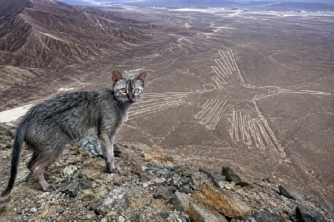 「謎多き地上絵と、ミステリアスな視線🐾 壮大なスケールに猫ちゃんのワイルドさがマッチしてるね🏜️✨ #世界遺産 #冒険猫 #古代遺跡 #ライコイ」Ultra-realistic high-quality photograph of a Lykoi cat standing on a rocky cliff, looking intently at the camera, with a massive hummingbird geoglyph etched into the vast desert plains below. ハチドリの巨大な地上絵が描かれた広大な砂漠の荒野を見下ろす崖の上に立つライコイ猫。風になびく粗めの被毛と、鋭くこちらを見つめる黄色みを帯びたグリーンの瞳が印象的な超高画質写真