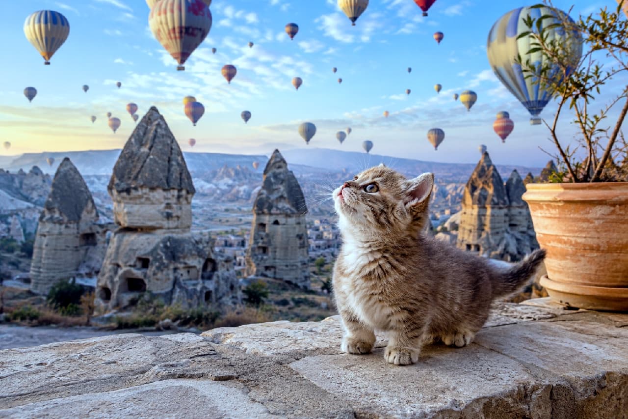 「お空に浮かぶたくさんの風船、つかまえられるかな?🎈🐾 カッパドキアの朝焼けと短足マンチカンちゃんの組み合わせがファンタジーすぎる✨」Ultra-realistic high-quality photograph of an adorable Munchkin kitten with short legs and a brown mackerel tabby coat sitting on a stone wall. The kitten is looking up in wonder at a sky filled with hot air balloons over the rocky landscape of Cappadocia during a soft, warm sunrise. 無数の熱気球が浮かぶカッパドキアの奇岩群を背景に、石の壁の上に座って空を見上げるマンチカンの子猫の高画質写真。短い手足とふっくらとしたブラウンマッカレルタビー(キジトラ)の被毛が特徴で、丸いヘーゼルの瞳を輝かせています。朝焼けの空と鉢植えの植物が温かみを添えています