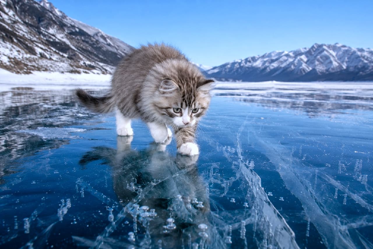 「ツルツル滑らないように気をつけて!🧊🐾 青く透き通る氷の世界とモフモフ子猫の冬の冒険にドキドキしちゃう❄️」Ultra-realistic high-quality photograph of a fluffy Norwegian Forest Cat kitten walking carefully on the deep blue, cracked ice of a frozen lake like Baikal. The kitten's clear reflection on the ice and the snowy mountains in the background are beautifully captured. バイカル湖のような深い青色のひび割れた氷の上に立つ、モフモフのノルウェージャンフォレストキャットの子猫の高画質写真。ブラウンタビー&ホワイトの分厚い長毛と白い前足、氷の表面に反射する姿や、背後にそびえる雪山が透明感のある冷たい空気感の中で美しく描かれています