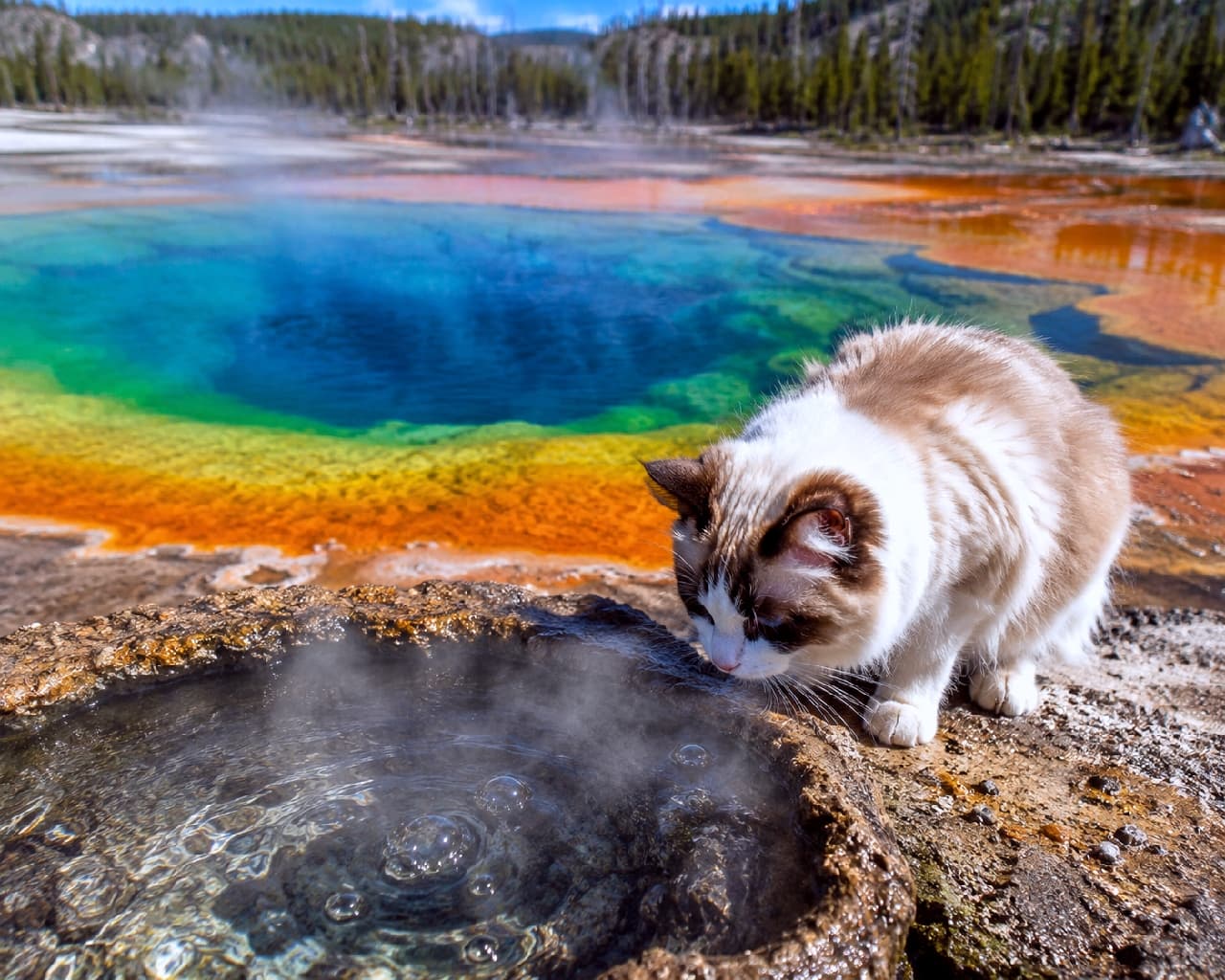 「虹色のふしぎな池、あたたかい湯気で温泉気分ニャ♨️🐾 大自然の神秘とモフモフのラグドールちゃんに心ぽかぽか💖」Ultra-realistic high-quality photograph of a seal bicolor Ragdoll cat peering into a steaming, rainbow-colored hot spring reminiscent of Yellowstone. The cat's fluffy fur and the realistic steam are beautifully and accurately rendered. イエローストーンのグランド・プリズマティック・スプリングのような虹色の熱水泉を背景に、湯気を覗き込むシールバイカラーのラグドール猫の高画質写真。ふんわりしたシルクのような長毛、顔周りのハチワレ模様、岩肌と立ち上るリアルな湯気が美しく描写されています