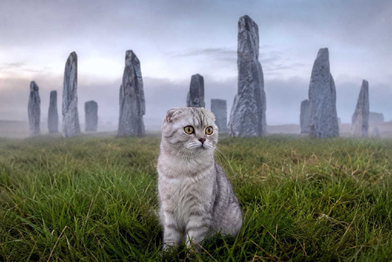 「霧の向こうには何があるの?🌫️🗿古代の遺跡ストーンヘンジと、ちょこんと座る折れ耳ちゃんのミステリアスな世界へようこそ🐾」Ultra-realistic high-quality photograph of a silver tabby Scottish Fold cat with folded ears sitting in a lush green grass field. In the background, the ancient monoliths of Stonehenge emerge through a mysterious morning fog under a soft overcast sky, highlighting the cat's curious and large golden eyes. 朝霧が立ち込める神秘的なストーンヘンジの石柱群に囲まれた緑の草原で、ちょこんと座るシルバータビーのスコティッシュフォールド。折れ耳が特徴的で、くりくりとした丸いゴールドの瞳で右側を見つめる切なげな表情が愛らしいです。背景の霧に霞む古代の巨石と、手前の瑞々しい青草の対比が美しい高画質写真