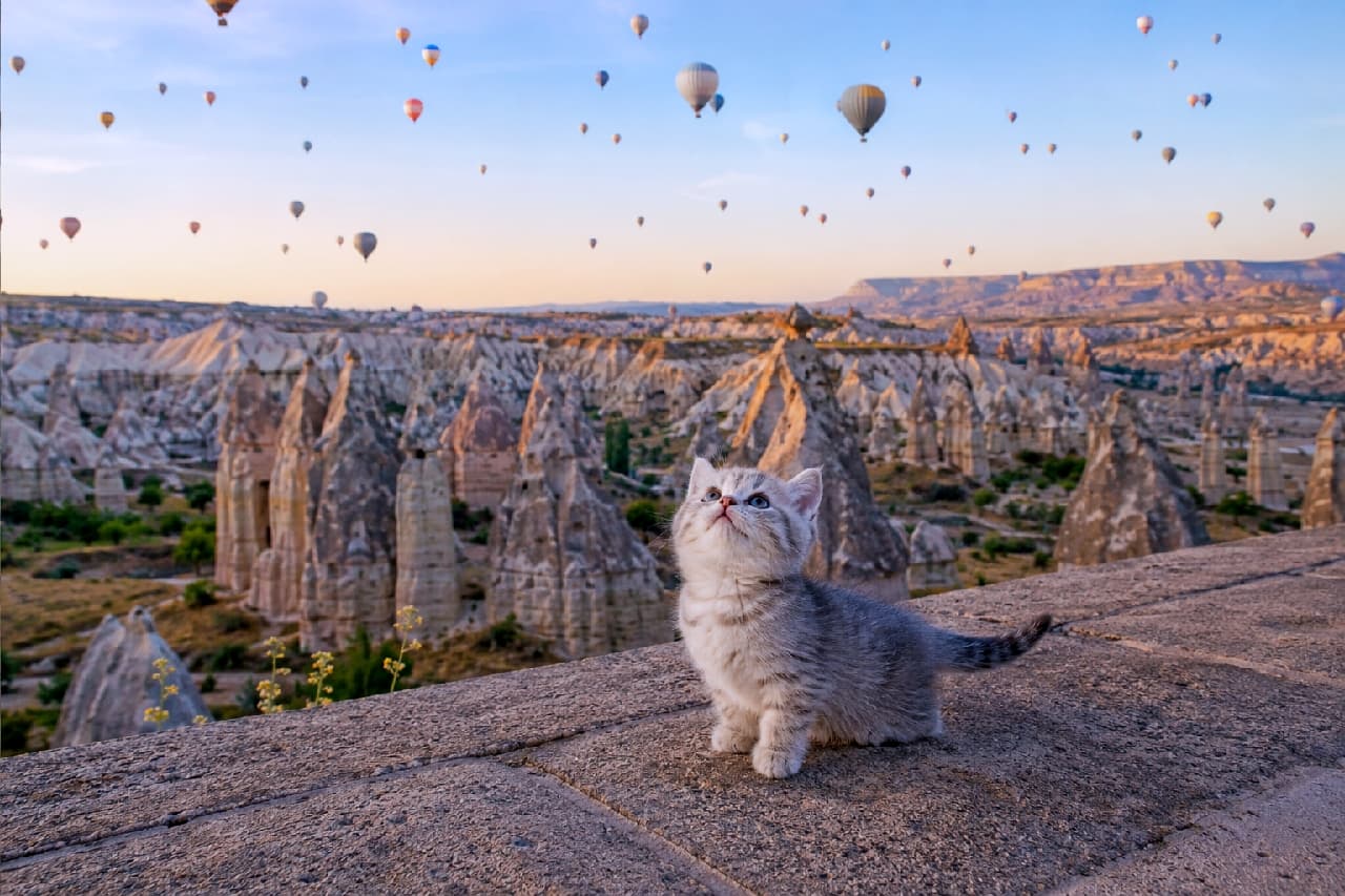 「お空いっぱいの風船、どれから捕まえようかな?🎈🐾 カッパドキアの絶景と子猫のコンビは反則級の可愛さ🥺✨」Ultra-realistic high-quality photograph of a fluffy silver tabby kitten sitting on a stone wall, looking up at a sky filled with hot air balloons over the fairy chimneys of Cappadocia, bathed in soft morning light. 無数の熱気球が浮かぶカッパドキアの奇岩群を背景に、石壁の上にちょこんと座って空を見上げるシルバータビーの子猫の高画質写真。ふっくらした被毛と上を見つめるブルーグレーの丸い瞳、朝焼けの柔らかな光が幻想的で希望に満ちた情景