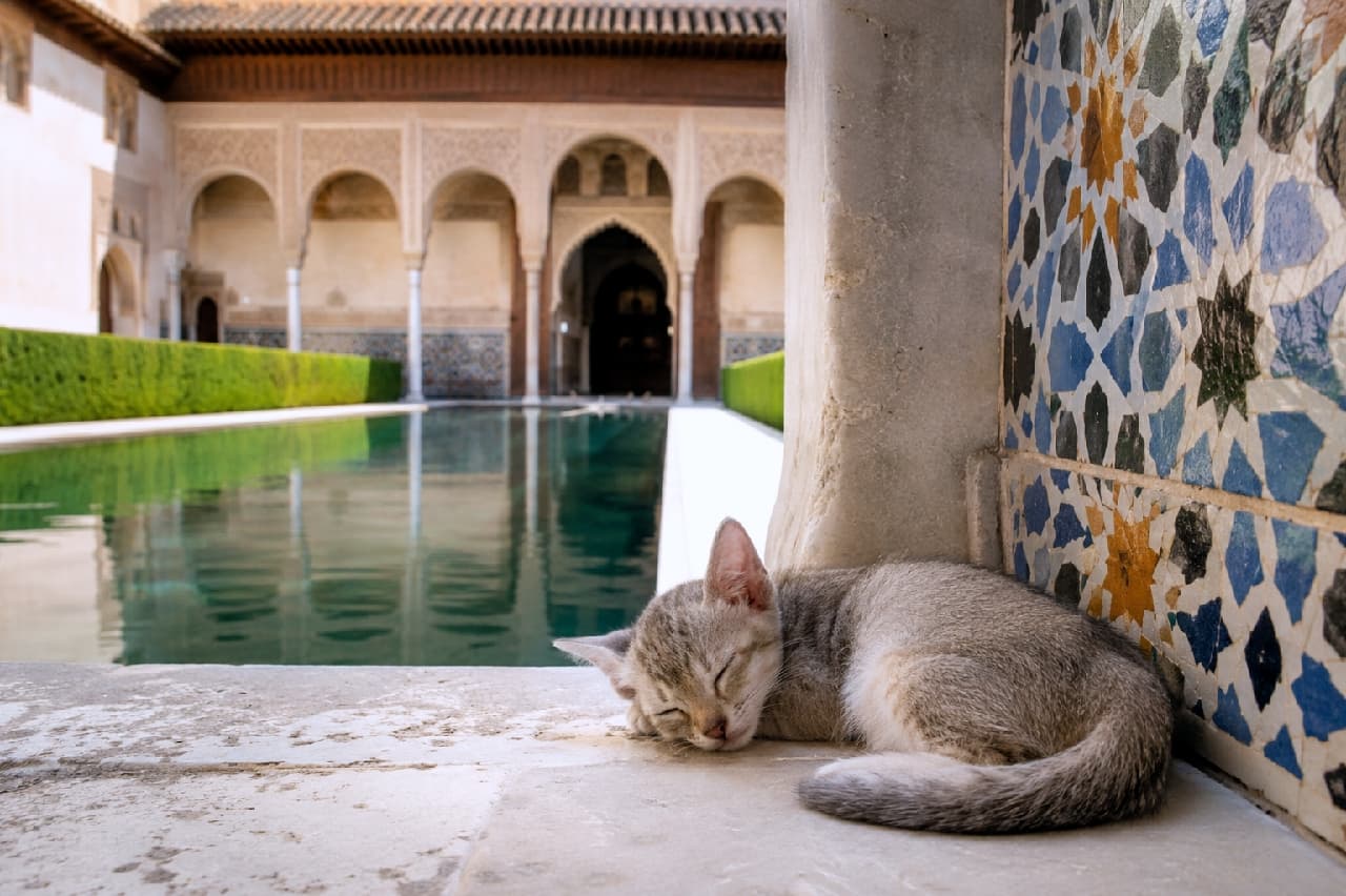 「美しい宮殿の涼しい石の上は、最高のお昼寝スポット💤 エキゾチックな空間とスヤスヤ眠る子猫ちゃんに癒やされる〜✨」Ultra-realistic high-quality photograph of a sleeping Singapura kitten beside geometric tiles in a beautiful Moorish courtyard with a reflecting pool, resembling the Alhambra. The kitten's ticked coat and peaceful expression are detailed perfectly. アルハンブラ宮殿を思わせるイスラム建築の中庭と水鏡(リフレクティング・プール)を背景に、幾何学模様のタイルの横で眠るシンガプーラの子猫の高画質写真。短い被毛の細かなティッピングと、冷たい石の上で心地よさそうに目を閉じる表情が緻密に描かれています