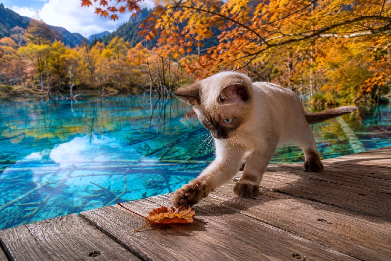 「えいっ!秋の狩りはおまかせあれ🐾✨ 美しい湖畔での真剣な横顔にキュンとしちゃう🍁 #猫のいる暮らし #紅葉 #秋の風景 #トンキニーズ」Ultra-realistic high-quality photograph of a Tonkinese kitten actively reaching for an orange leaf on a wooden path, with a breathtaking turquoise lake containing fallen trees and autumn mountains in the background. 倒木が沈むエメラルドグリーンの湖と鮮やかな紅葉のパノラマを背に、木道でオレンジ色の落ち葉に前足を伸ばすトンキニーズの子猫。サファイアブルーの真剣な眼差しと躍動的なポーズを捉えた超高画質な写真