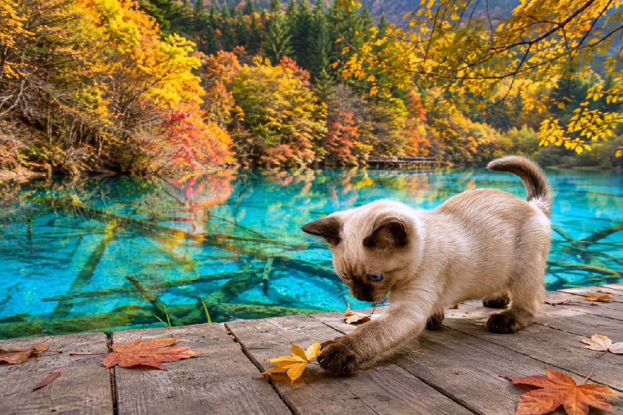 「落ち葉つかまえたっ🍂🐾 透き通る青い湖とトンキニーズちゃんのコントラストが美しすぎる一枚💙 #秋の風景 #トンキニーズ」Ultra-realistic high-quality photograph of a Tonkinese kitten playfully reaching for a yellow autumn leaf on a wooden boardwalk, set against a stunningly clear blue lake and vibrant fall foliage. 息を呑むほど透明で青い湖と燃えるような紅葉を背景に、木道の上で黄色い落ち葉にじゃれつくトンキニーズの子猫。シールポイントの毛色とサファイアブルーの瞳が秋の光に映える、躍動感のある超高画質な写真