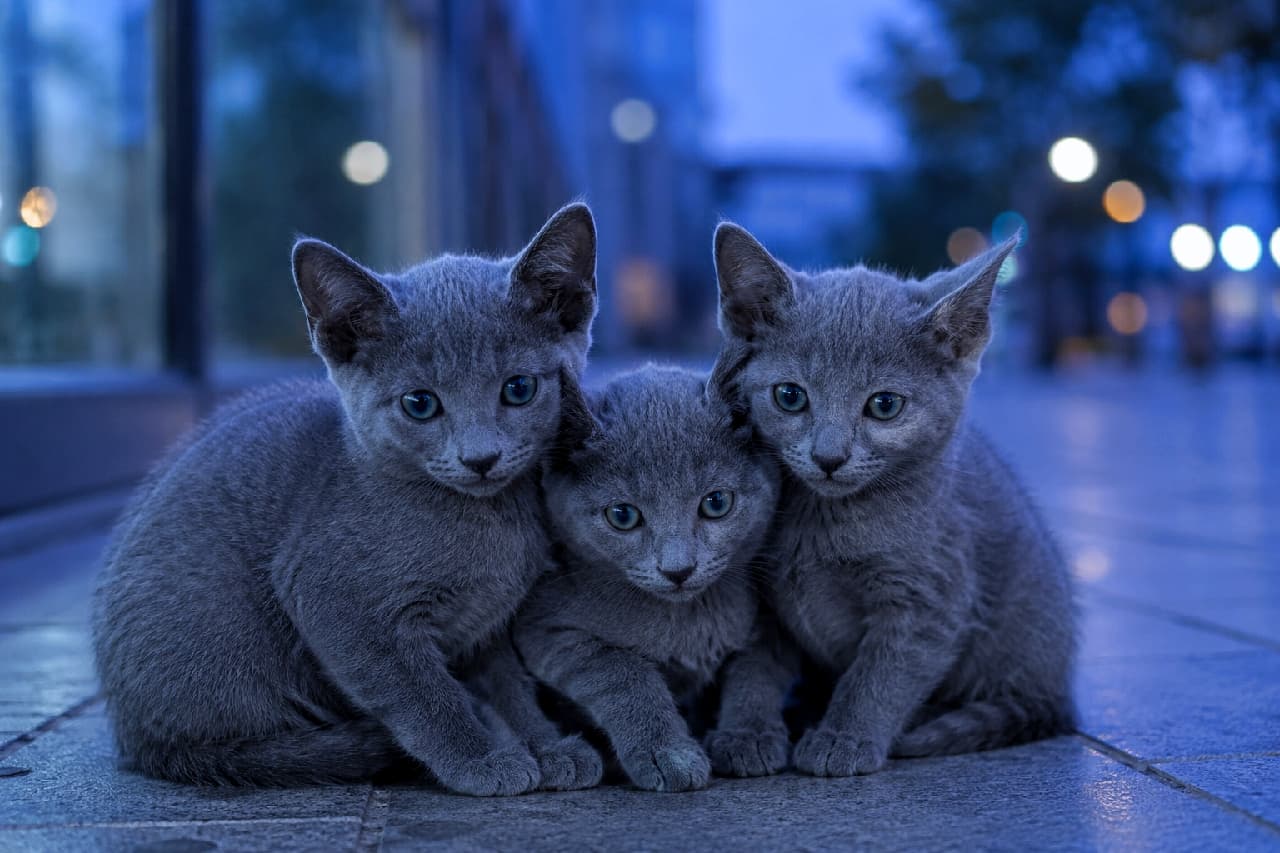 「夕暮れ時の街角で、ぎゅっとくっつくグレーの天使たち🏙️💙 幻想的なブルーアワーの光に包まれて、どんな夢を見ているのかな?✨」Ultra-realistic high-quality photograph of three Russian Blue-mix kittens huddling together on a tiled street during the magical blue hour. Their dense silver-gray fur and captivating emerald-green eyes beautifully contrast with the twilight city background, highlighting their delicate yet resilient presence. ブルーアワーの幻想的な光に包まれた近代的な街角のタイル張りの上で、身を寄せ合う3匹のロシアンブルー・ミックスのグレーの子猫たち。短く密集したシルバーグレーの被毛と、少し不安げでありながらも好奇心を持つエメラルドグリーンの瞳が、静かな夕暮れの都市で生きる小さな命の美しさを際立たせています