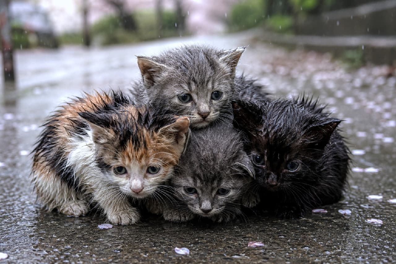 「冷たい雨の中でも、みんなでくっつけば温かいね☔️🐾 小さな命のたくましさに思わず胸がギュッとなります🥺」Ultra-realistic high-quality photograph of four stray kittens huddling together on wet asphalt in the rain. A calico, two brown tabbies, and a black kitten cling to each other to share warmth among fallen cherry blossom petals, powerfully highlighting their wet fur and strong bond in the wild. 冷たい雨が降る濡れたアスファルトの上で、身を寄せ合う4匹の野良の子猫たち。三毛、キジトラ2匹、黒猫が互いの体温で雨を凌ぐように密着しています。散り落ちた桜の花びらと、雨に濡れた被毛のリアルな質感が、野生を生き抜く切なさと彼らの強い絆を物語る超高画質写真