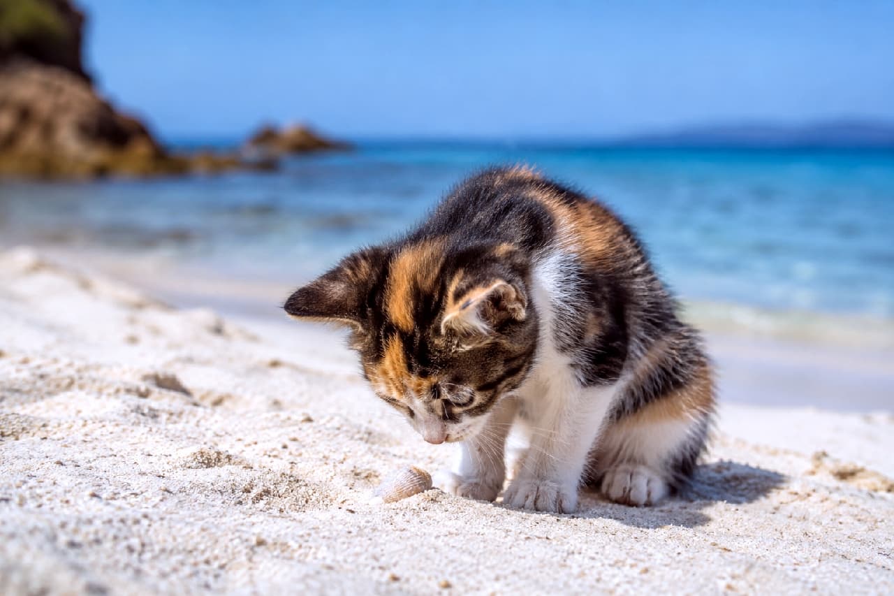 「これ、なぁに?🤔浜辺で見つけた小さな宝物に夢中な三毛の仔猫ちゃんにキュン死確定💖 #海の日 #三毛猫 #猫好きさんと繋がりたい」Ultra-realistic high-quality photograph of a cute calico kitten sitting on a white sandy beach, intently looking down at a small seashell. The kitten features soft black, orange, and white fur. In the background, a beautiful emerald green ocean and a clear blue sky spread out with soft natural lighting creating a serene atmosphere. 白い砂浜にちょこんと座り、小さな貝殻を不思議そうに覗き込むミックス(三毛猫)の仔猫。黒・茶・白の美しい被毛の質感がリアルに描かれ、背景にはエメラルドグリーンの美しい海と青空、遠くにうっすら見える岩場が広がっています。明るい自然光が仔猫を優しく照らす情景豊かなカット