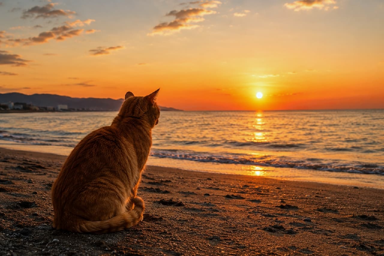 「今日も一日お疲れ様だにゃ🌅夕日に染まる海を見つめて、何を想うのかな…?心が洗われる一枚✨ #エモい #夕日 #茶トラ」Ultra-realistic high-quality photograph from a back view of a red tabby cat sitting quietly on a dark sandy beach, gazing at a breathtaking orange sunset over the ocean. The warm golden light illuminates the edges of the cat's fur, with gentle waves reflecting the sunbeams under a twilight sky filled with soft clouds. 静かな砂浜に座り、水平線へと沈む美しいオレンジ色の夕日を後ろ姿で見つめる茶トラの猫。夕日の光が被毛の輪郭を黄金色に縁取り、波打ち際に反射する太陽の光と、遠くの山のシルエットが美しく重なり合う、ノスタルジックでエモーショナルな雰囲気の最高画質写真