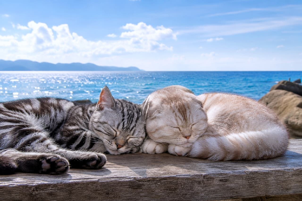 「海の特等席でお昼寝タイム💤寄り添う二匹の寝顔を見てるだけで、日頃のストレスも全消去だにゃ~穏やか #癒やし猫」Ultra-realistic high-quality photograph of two domestic cats sleeping side-by-side on a rustic wooden bench overlooking a sparkling blue ocean. One is a silver American Shorthair and the other is a cream-colored tabby Scottish Fold, both with their eyes closed in pure bliss under a clear summer sky with soft white clouds. 太陽の光でキラキラと輝く美しいコバルトブルーの海と青空を背景に、木製のベンチの上でぴったりと寄り添って幸せそうに眠る2匹の猫。左側は美しいシルバータビーのアメリカンショートヘア、右側は優しいクリームタビーのスコティッシュフォールドで、穏やかな潮風を感じさせる至福の癒やし空間