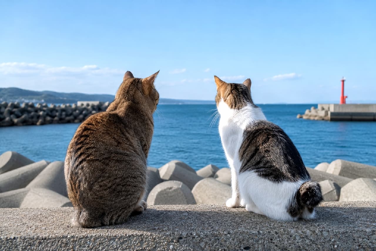 「『あっちになにがあるのかなぁ?』🚢赤い灯台を一緒に見つめる二匹の背中にほっこり🍀 #キジトラ #港町の猫」Ultra-realistic high-quality photograph from behind of two cats, a brown tabby and a white-and-brown hachiware (bicolor), sitting together on a concrete seawall overlooking the blue ocean and a distant red lighthouse. The scene beautifully captures the tranquil, nostalgic essence of a Japanese port town. 晴れた日の漁港の防波堤(テトラポッド)の上に並んで座り、海と遠くの赤い灯台を静かに眺める2匹の猫の後ろ姿。左は丸みのある茶色のキジトラ、右は背中から頭にかけて茶色の模様が入った美しい白ベースのハチワレです。日本の港町ならではの郷愁を誘う風景と、二匹の仲睦まじい距離感が心に染みる一枚