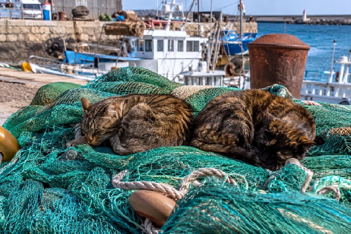 「港の特等席でおやすみなさい💤潮風に吹かれて眠る猫たちの姿に癒やされる〜🐈⚓ #港町 #猫のいる風景」Ultra-realistic high-quality photograph of two cats, a brown tabby and a tortoiseshell, sleeping curled up together on a pile of vibrant green fishing nets at a bustling port. The background features white fishing boats, a stone pier, and the blue sea, capturing a peaceful, rustic maritime scene. 活気ある漁港を背景に、山積みされた鮮やかな緑色の漁網の上で丸まって眠る2匹の猫。左側はキジトラ、右側は黒と茶が美しく混ざったサビ猫(べっ甲色)です。背景には白い漁船や石積みの波止場、青い海が広がり、港町ならではののどかで温かい日常の風景が緻密に切り取られています
