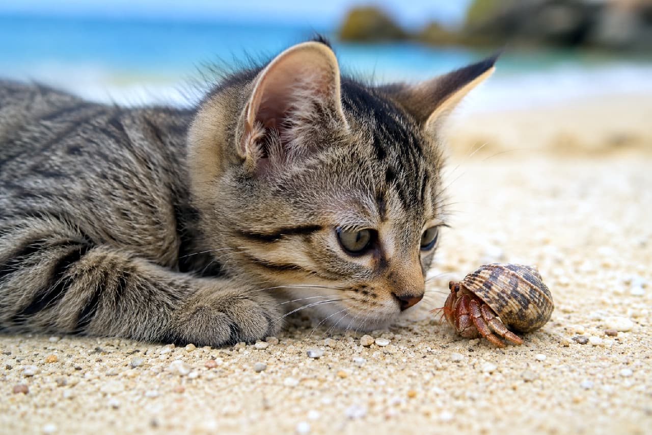 「『君はだぁれ?』🦀砂浜で見つけた小さなお友達に釘付けのキジトラちゃんにキュン💖 #ピクシーボブ #海辺の出会い」Ultra-realistic high-quality macro photograph of a curious brown tabby Pixie-bob kitten lying on a sandy beach, intently observing a hermit crab. The kitten's hazel eyes, sharp whiskers, and detailed fur are in sharp focus, with a beautifully blurred turquoise ocean in the background. 白い砂浜で腹ばいになり、目の前にいるヤドカリを興味津々に見つめるキジトラのピクシーボブの子猫。ピンと張ったヒゲや、真剣なヘーゼルカラーの瞳、そして額の美しいM字模様が鮮明に描かれています。背景の透き通るような青い海が美しくボケており、マクロ撮影のような臨場感あふれる一枚