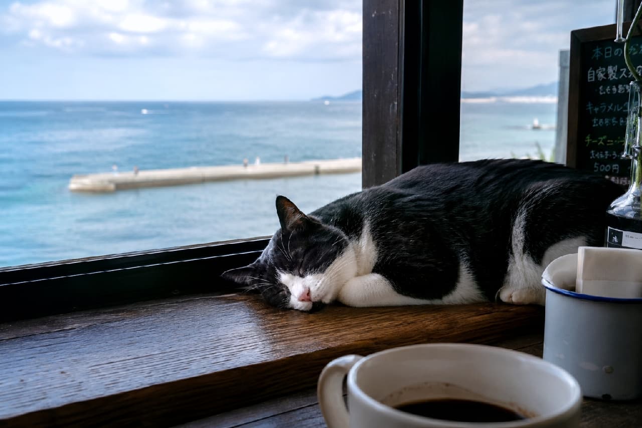 「波の音とコーヒーの香り、そしてスヤスヤ眠る看板猫。最高の休日はここにありました☕🌿 #ハチワレ #海辺のカフェ」Ultra-realistic high-quality photograph of an adorable black-and-white tuxedo (hachiware) cat sleeping soundly on a wooden counter inside a cozy ocean-view cafe. A coffee cup in the foreground and a chalkboard menu complete the nostalgic, relaxing atmosphere of this local seaside establishment. 穏やかな海を見渡せるレトロなカフェの木製カウンターで、心地よさそうに丸まって眠る黒白のハチワレ猫(タキシードキャット)。ピンク色の小さな鼻と、綺麗に分かれた顔の模様が愛らしいです。手前にはコーヒーカップ、横には手書きの黒板メニューが置かれ、窓の奥には防波堤と青い海が広がる、ノスタルジックな情景