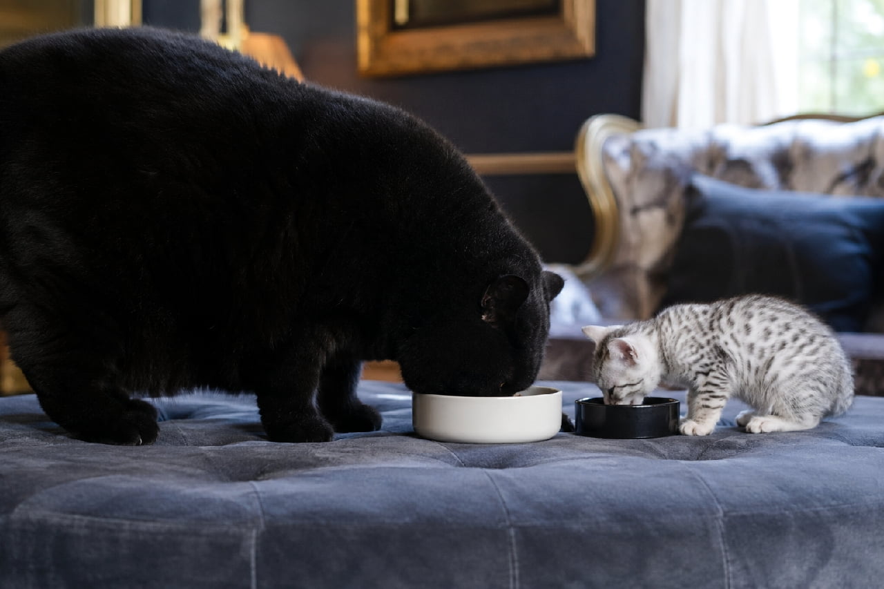 「高級ホテルのような気品漂うもぐもぐタイム✨巨大黒猫先輩と、宝石みたいなエジプシャンマウのおちびちゃんに拍手喝采👏🖤 #黒猫 #エジプシャンマウ #子猫 #体格差 #猫のいる暮らし #もぐもぐ」An ultra-realistic high-quality photograph set in a luxury interior. A massive, solid black cat eating from a white bowl and a tiny, spotted silver Egyptian Mau kitten dining from a black dish stand side-by-side on a plush gray-blue velvet ottoman, creating a stunning monochrome and scale contrast. シックなネイビーの壁とゴールドの額縁が飾られた高級感のある室内で、グレーブルーのベルベット調オットマンの上に立つ巨大な漆黒の黒猫と、美しい斑点模様を持つ極小のエジプシャンマウの子猫が並んで食事をしている写真。成猫は白いボウル、子猫は黒いボウルから食べており、洗練されたカラーコントラストが印象的な高画質カット